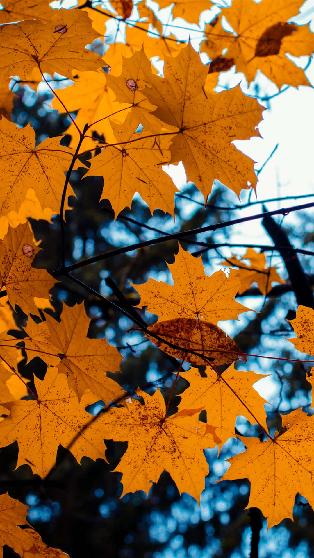 Autumn iPhone 6 Plus 桌布 壁紙 — 鮮豔的金色楓葉在清爽的藍天下閃耀，呈現出清晰的秋日景象。