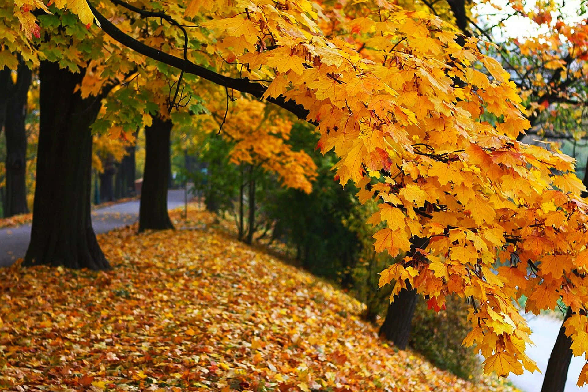 Autumn Leaves 桌布 壁紙 — 鮮豔的金色楓葉從樹枝上傾瀉而下，落在鋪有地毯的小徑上，營造出寧靜的秋日公園景象。