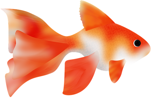 鮮豔的金魚插畫 壁紙