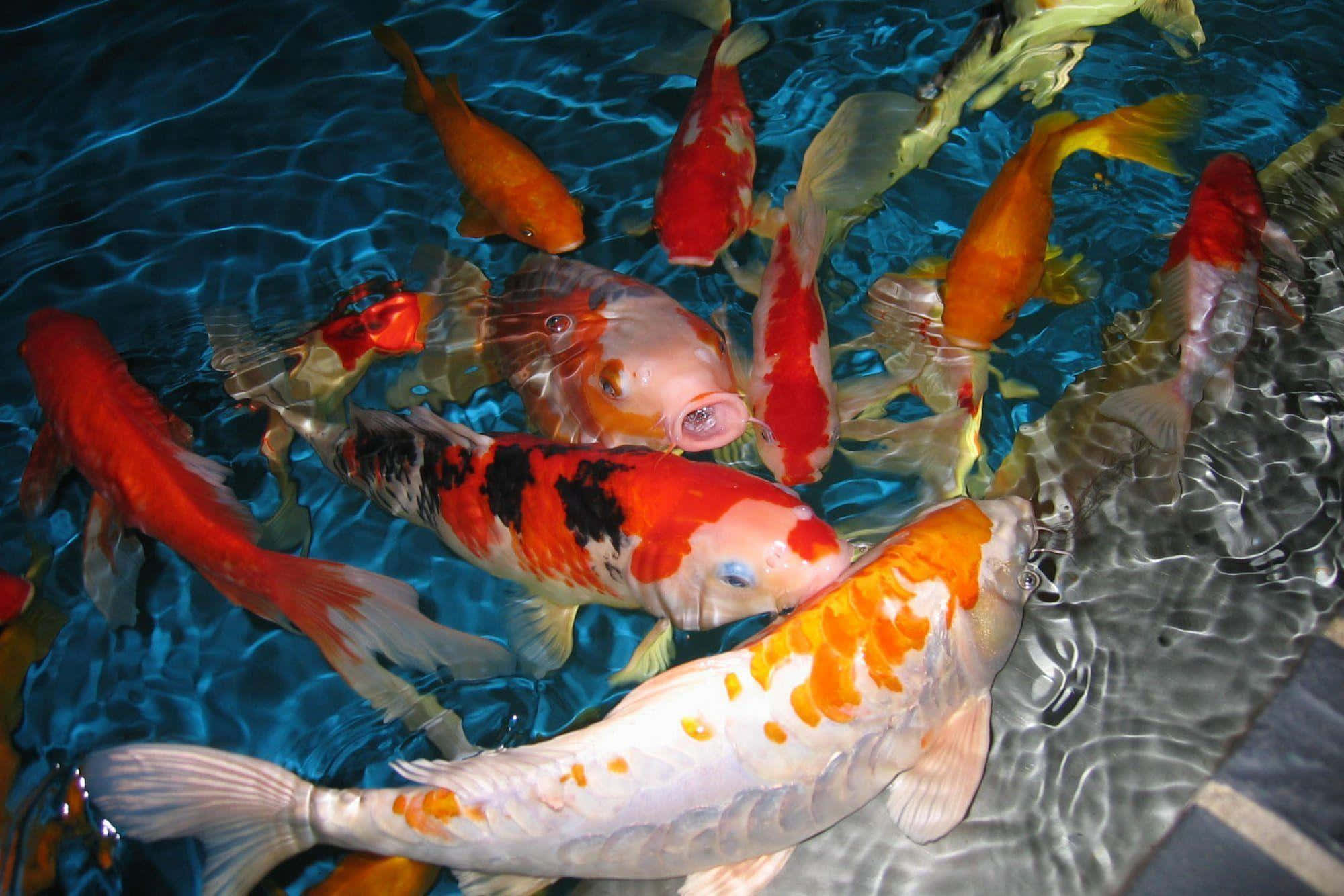 Koi Fish 桌布 壁紙 — 鮮豔的錦鯉帶有橙色、白色和黑色的圖案，在清澈的藍色水中優雅地游動，形成輕柔的漣漪。
