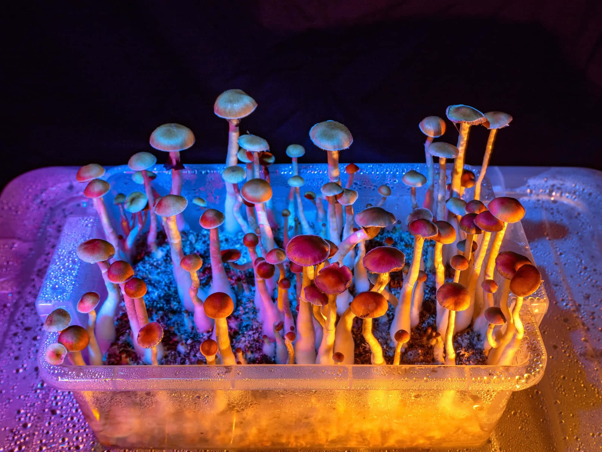 Magic Mushroom 桌布 壁紙 — 鮮豔的霓虹燈蘑菇在彩色人造光下密集地從塑膠托盤中長出。