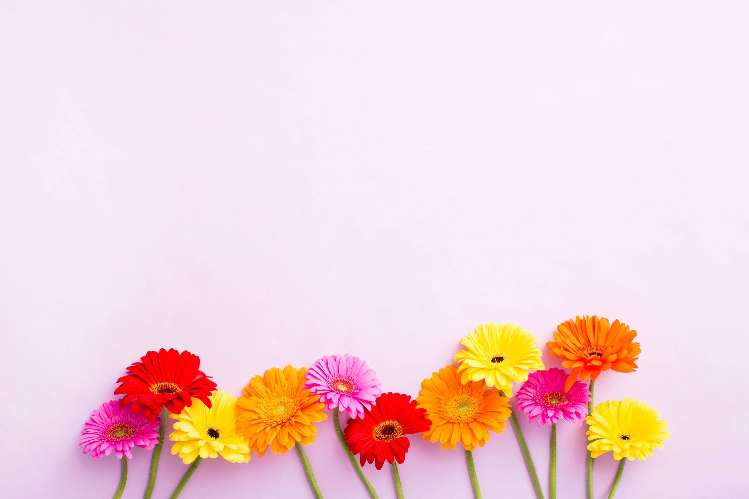 Flowers 桌布 壁紙 — 鮮豔的非洲菊雛菊，有紅色、粉紅色、黃色和橙色，排列在柔軟粉紅色背景的底部。