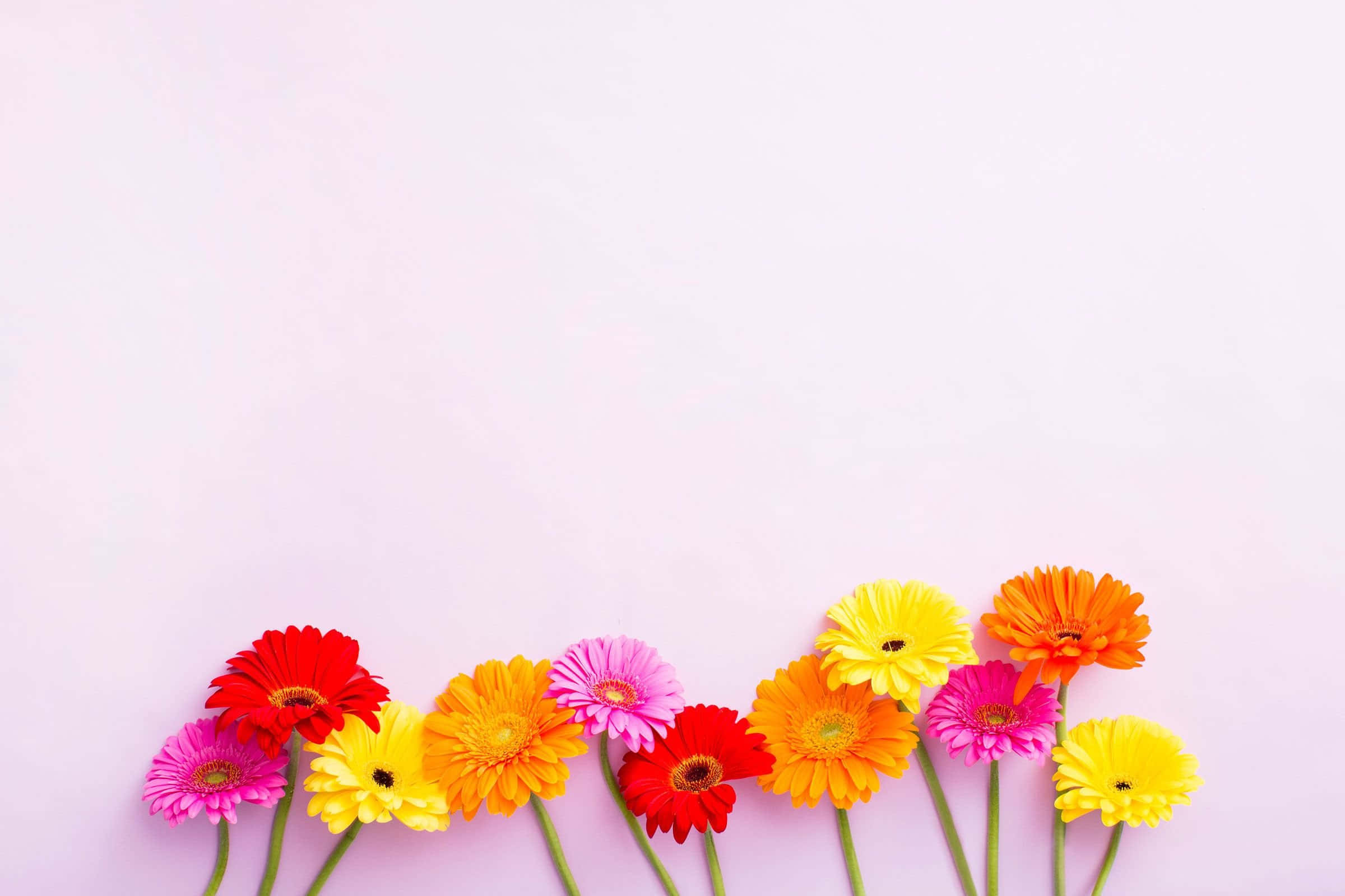 Simple Flower 桌布 壁紙 — 鮮豔的非洲菊雛菊，有紅色、粉紅色、黃色和橙色，排列在柔和的粉紅色背景底部。