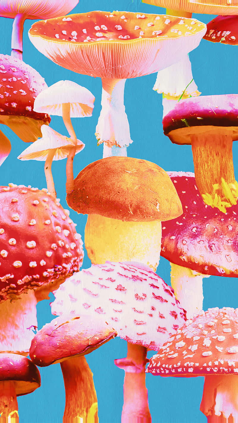 Mushroom Aesthetic 桌布 壁紙 — 鮮豔的風格化蘑菇，呈現粉紅、橙色和紅色色調，在醒目的青色背景上漂浮。