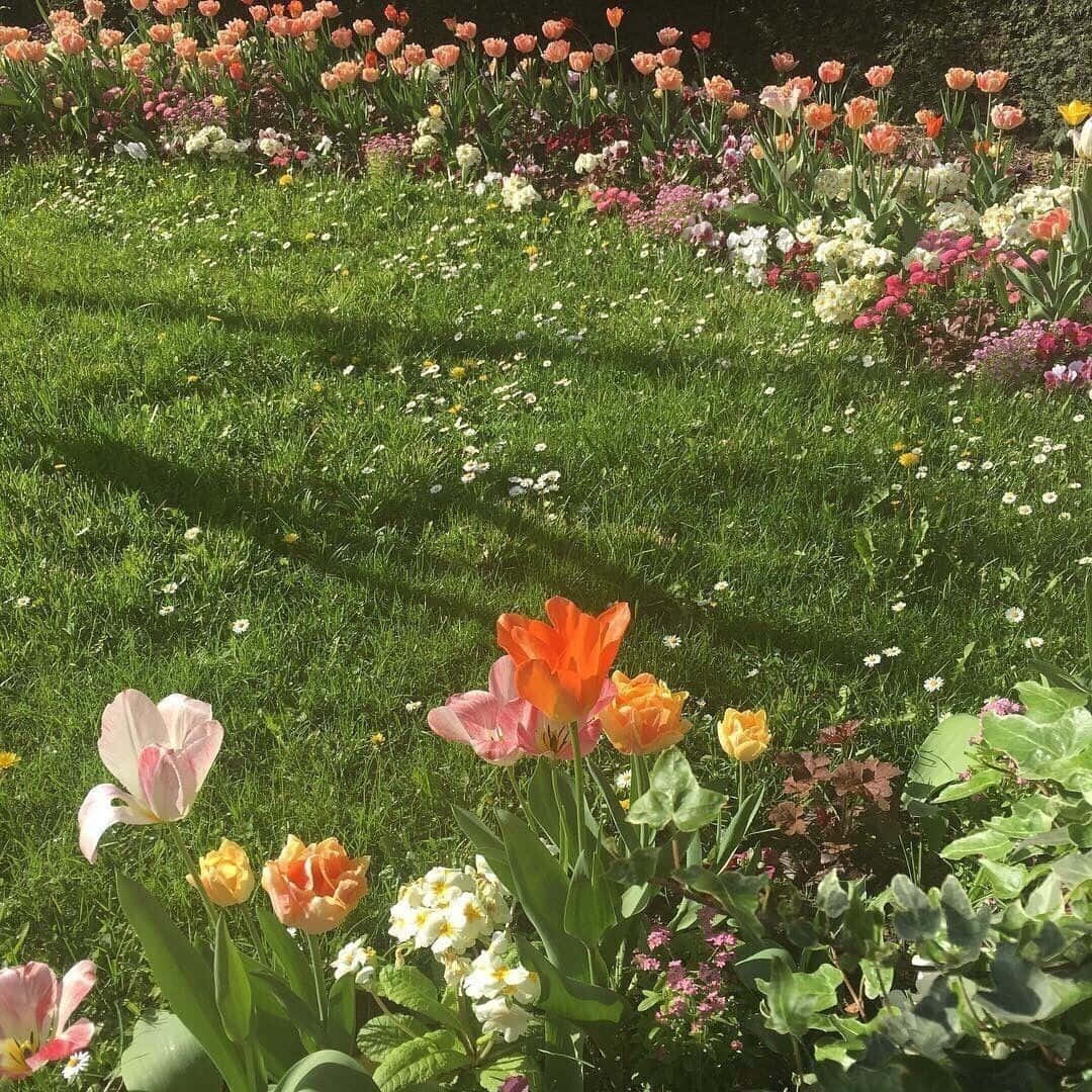 田園風 桌布 壁紙 — 鮮豔的鬱金香和雛菊在陽光明媚的花園中盛開，茂密的綠草和柔和的陰影延伸在整個場景中。