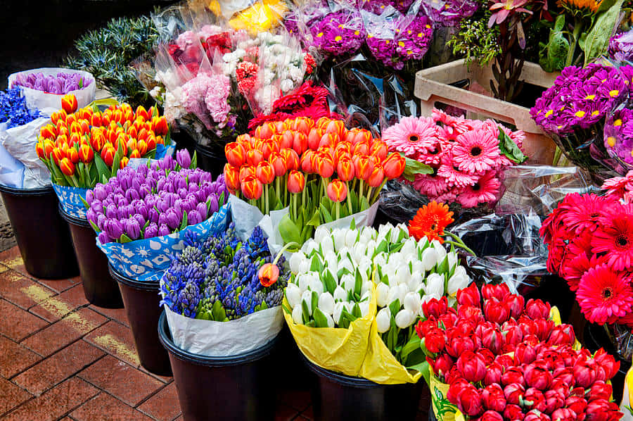 Flower Market 桌布 壁紙 — 鮮豔的鬱金香和非洲菊雛菊花束以鮮明色彩填滿磚砌市場攤位上的黑色水桶。