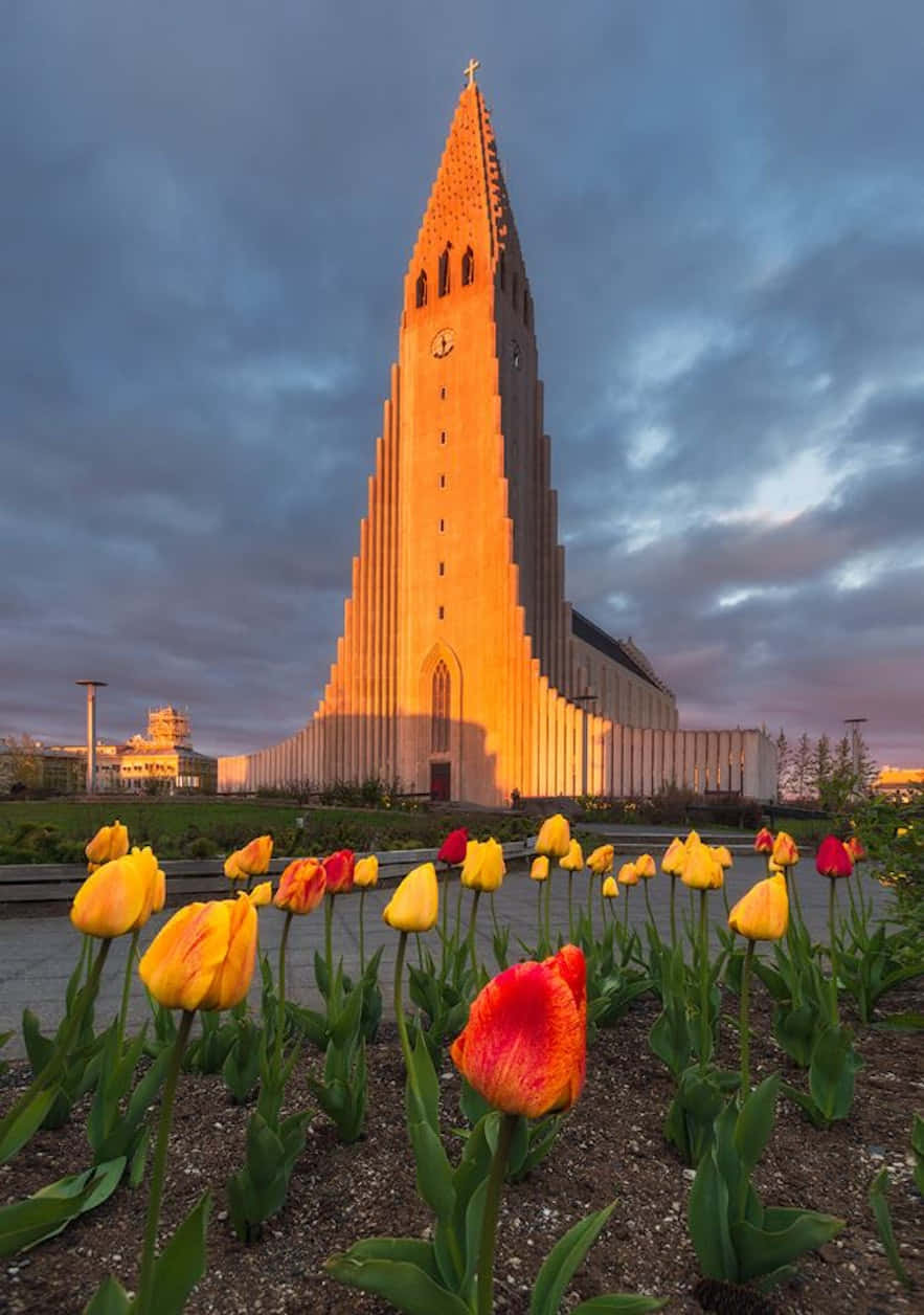 Flowers 桌布 壁紙 — 鮮豔的鬱金香在前景盛開，金色光芒沐浴著哈爾格林姆教堂，背景是陰鬱的暮色天空。