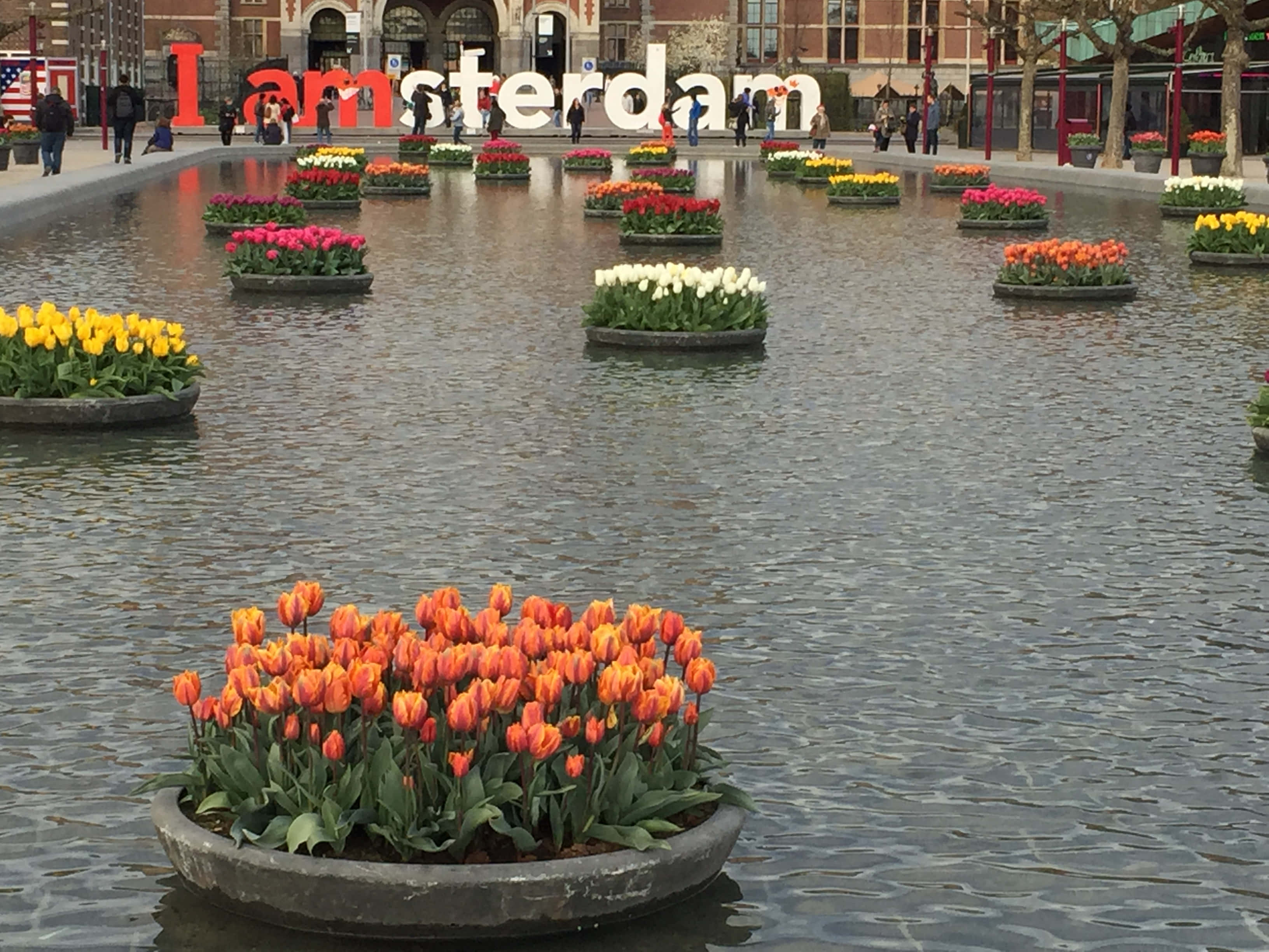 桌布 壁紙 — 鮮豔的鬱金香漂浮在反射的水景中，背景有「I amsterdam」標誌。