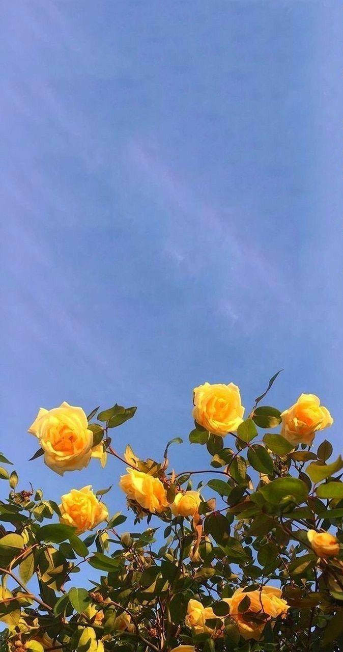 美學 Tumblr 桌布 壁紙 — 鮮豔的黃玫瑰在晴朗的藍天和柔軟的薄雲中盛開。
