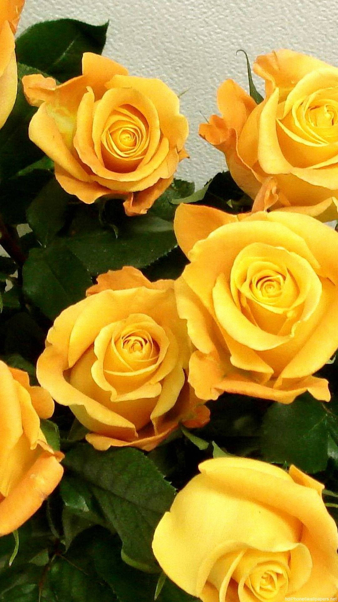 Rose iPhone 桌布 壁紙 — 鮮豔的黃玫瑰在深綠色葉片和紋理白色牆壁的襯托下盛開。