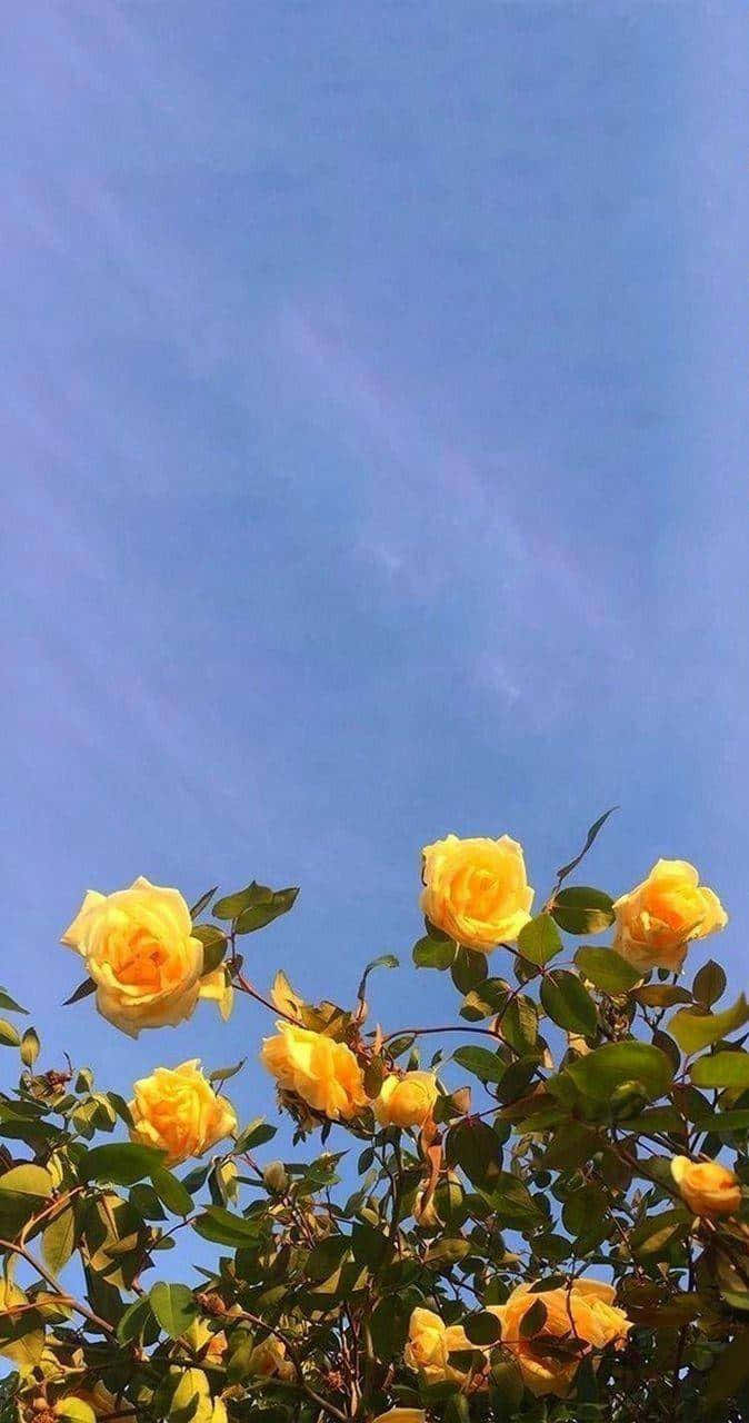 桌布 壁紙 — 鮮豔的黃玫瑰在陽光明媚的花園場景中，對著清澈的藍天盛開。