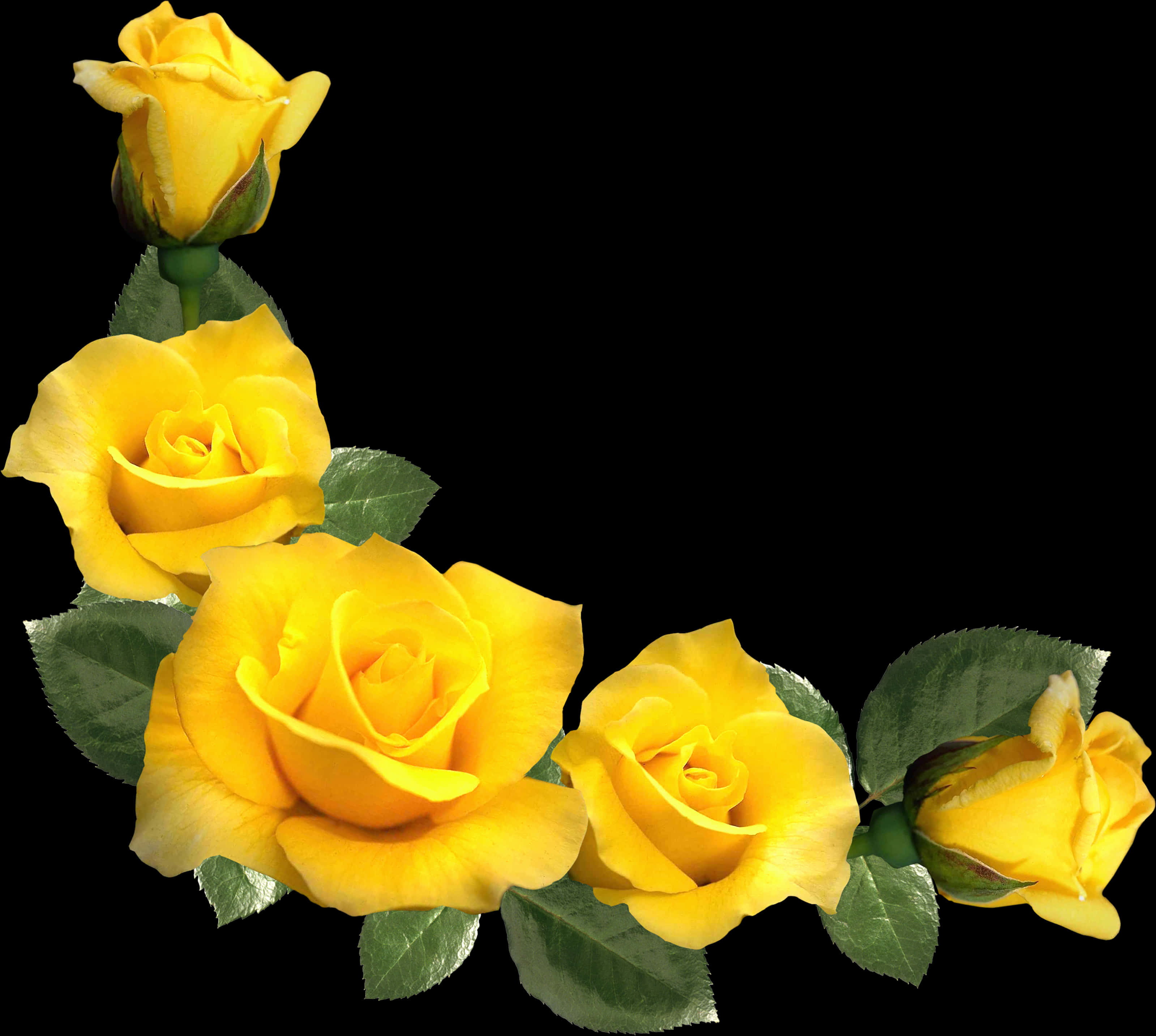 Rose Flower 桌布 壁紙 — 鮮豔的黃玫瑰處於不同盛開階段，搭配茂盛的綠葉，襯托在純黑背景上。