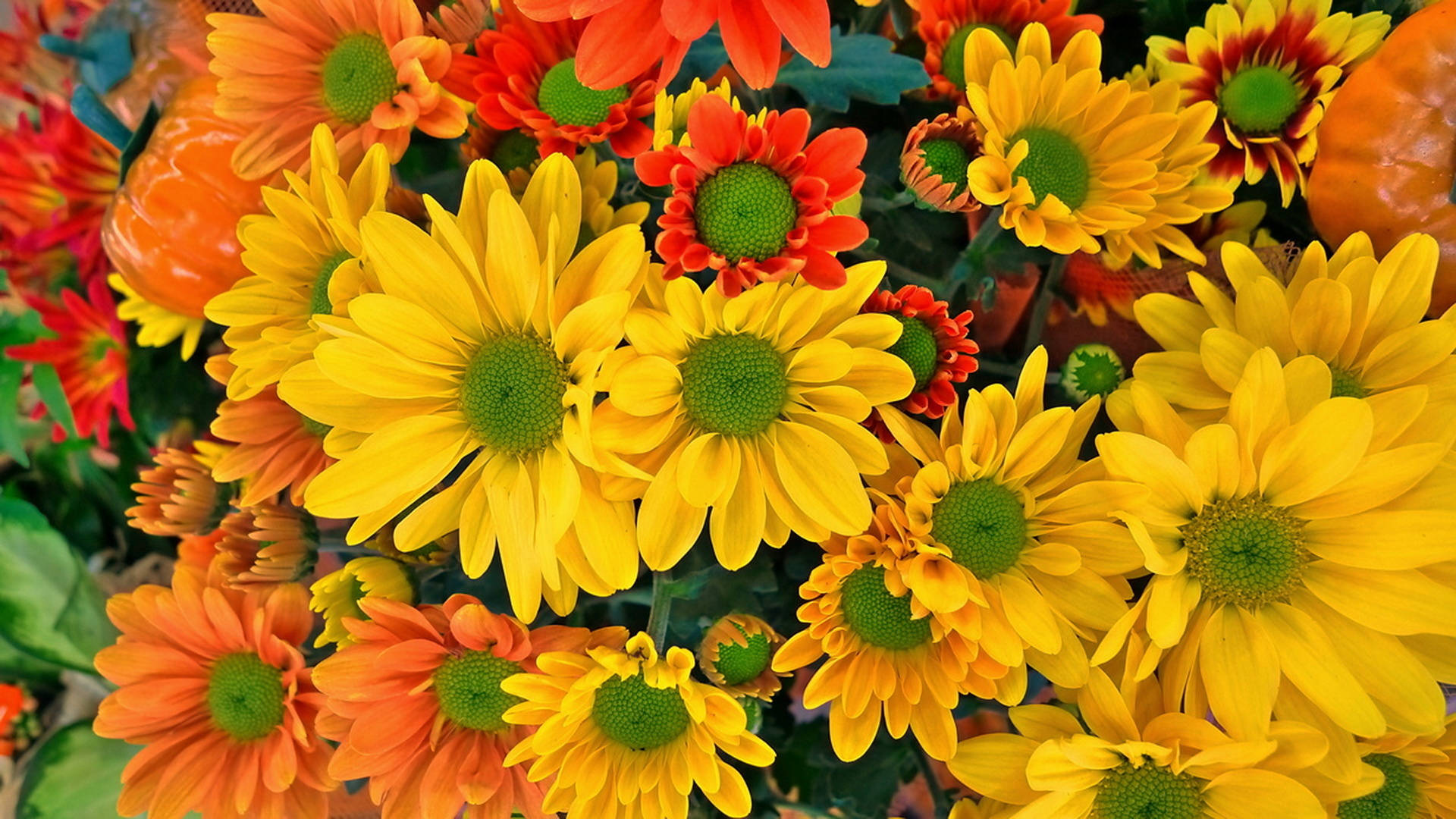 Orange And Yellow 桌布 壁紙 — 鮮豔的黃色、橙色和紅色雛菊，帶有綠色中心，在色彩繽紛的花藝佈置中密集盛開。