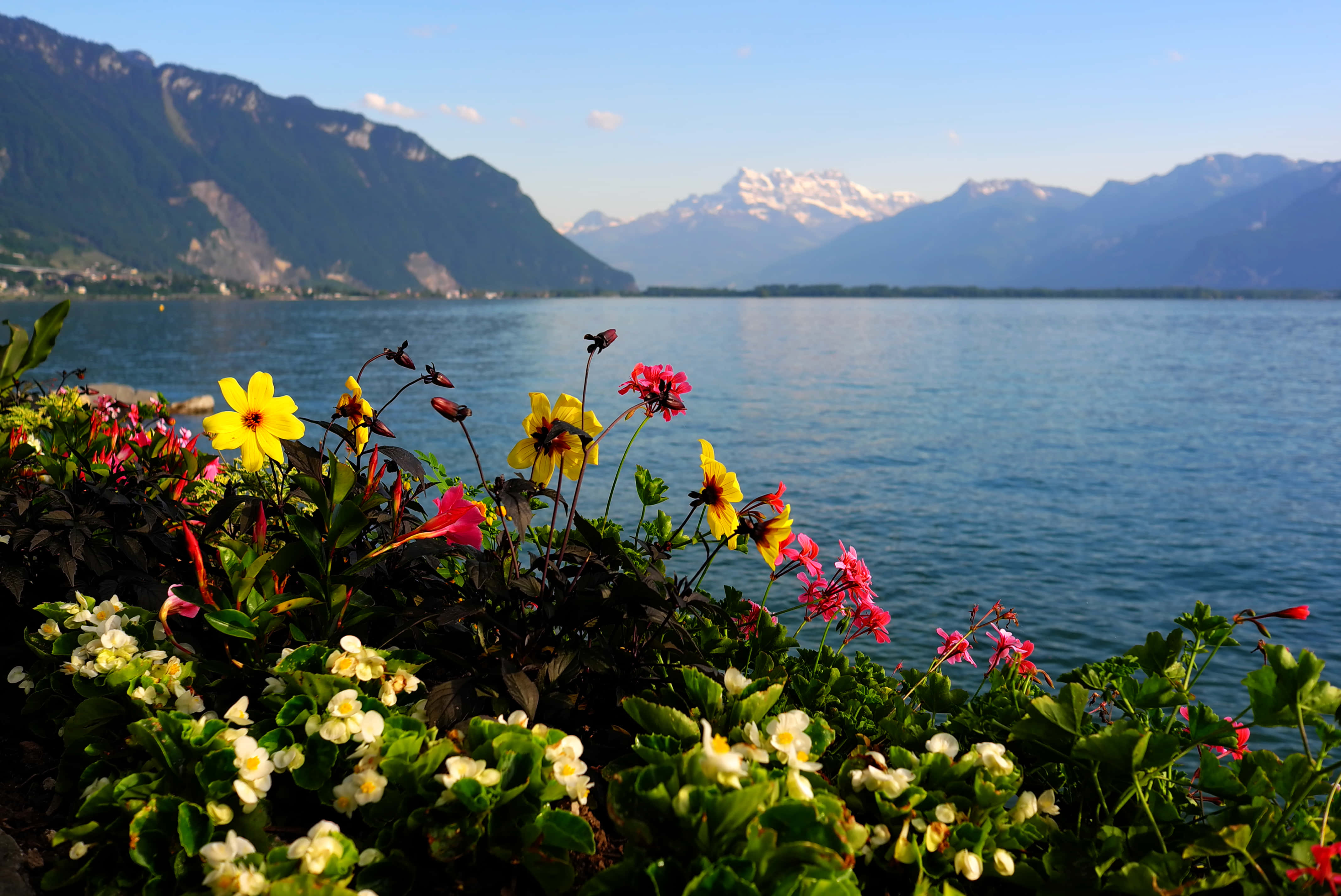 Beautiful Mountain Lake 桌布 壁紙 — 鮮豔的黃色、粉紅色和白色花朵在前景盛開，俯瞰著晴朗天空下積雪覆蓋的山脈環繞的寧靜藍色湖泊。