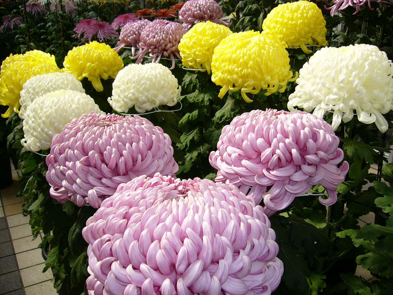 Chrysanthemum 桌布 壁紙 — 鮮豔的黃色、粉紅色和白色菊花在明亮的日光下，密集地綻放在茂密的綠葉中。