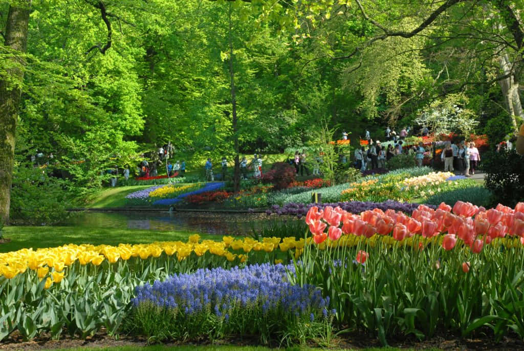 Park 桌布 壁紙 — 鮮豔的黃色、藍色和粉紅色鬱金香行列在平靜的池塘旁盛開，明亮的綠樹下遊客沿著小徑漫步。