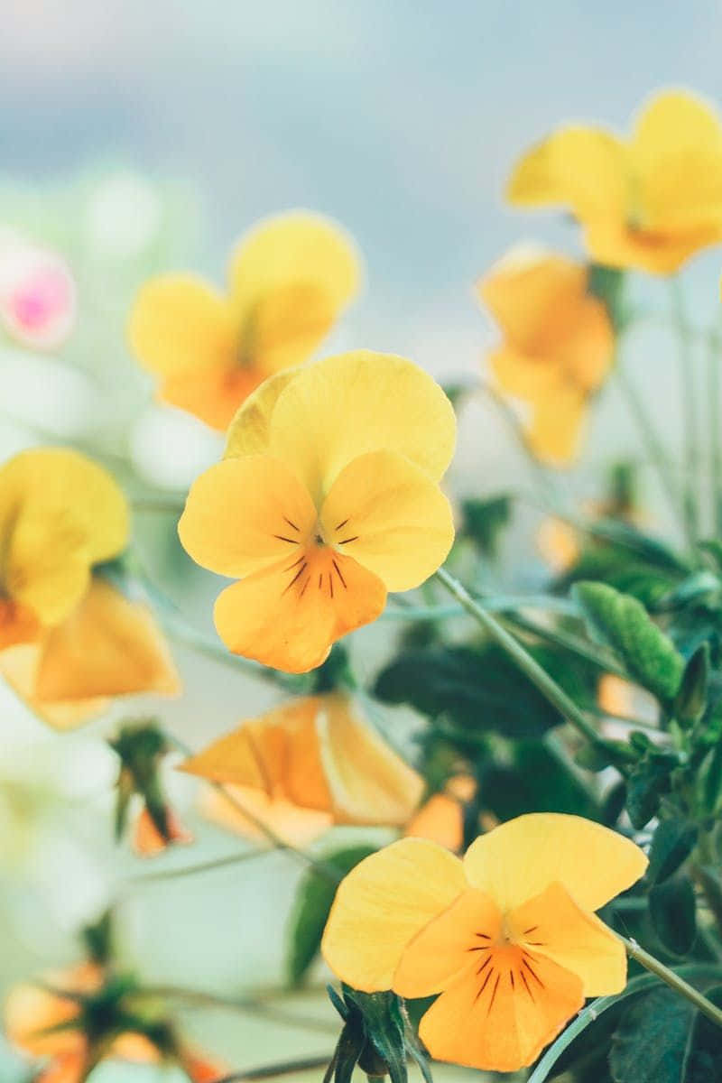 Flowers 桌布 壁紙 — 鮮豔的黃色三色堇在綠色莖和天空的夢幻模糊背景下柔和地綻放。
