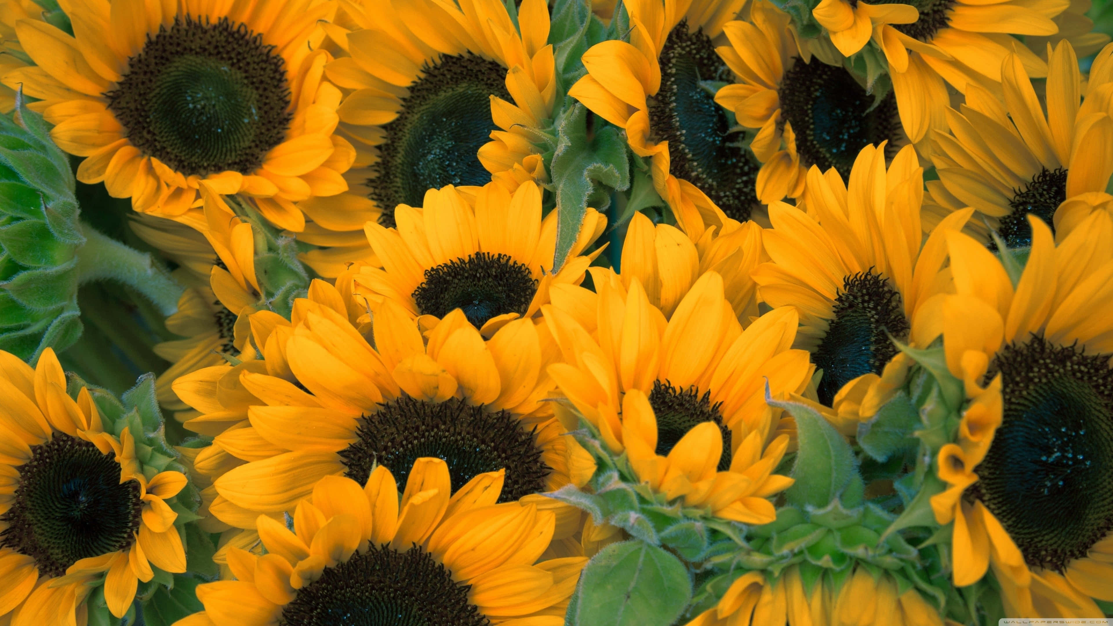 Sunflowers 桌布 壁紙 — 鮮豔的黃色向日葵，深色花心，在陽光明媚的田野中，茂密的綠葉間密集綻放。