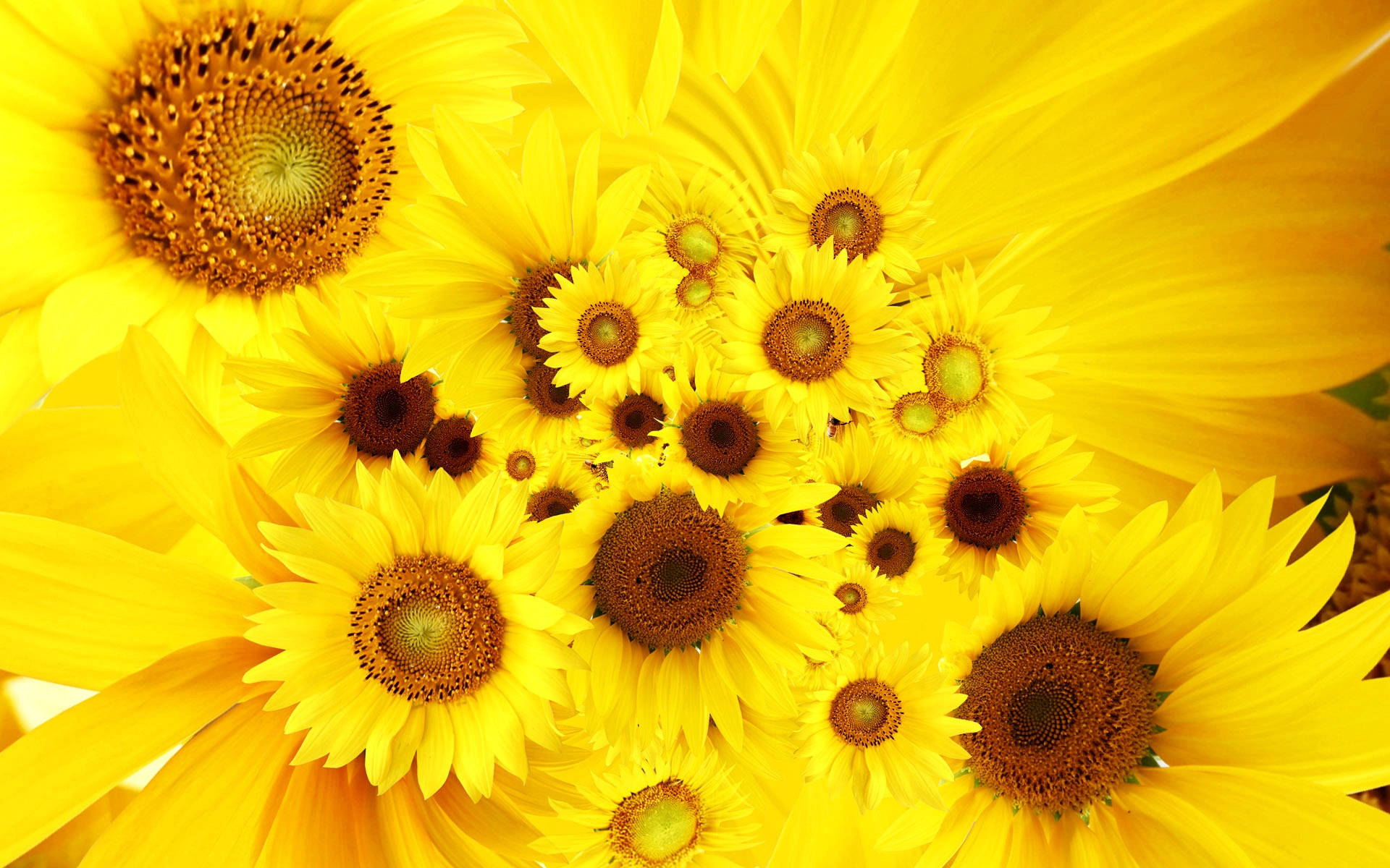 Sunflowers And Roses 桌布 壁紙 — 鮮豔的黃色向日葵以密集、陽光普照的簇狀填滿畫面，展現出細緻的棕色花心和耀眼的花瓣。