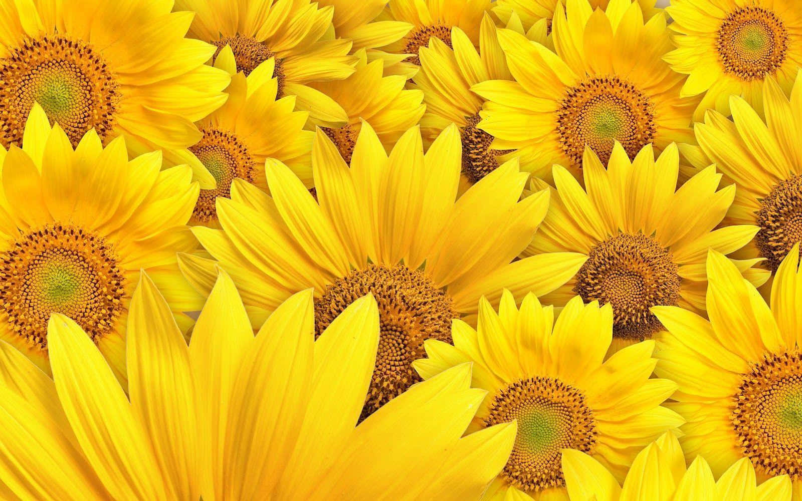 Sunflowers 桌布 壁紙 — 鮮豔的黃色向日葵充滿畫面，細節豐富的花瓣和紋理分明的棕色花心。