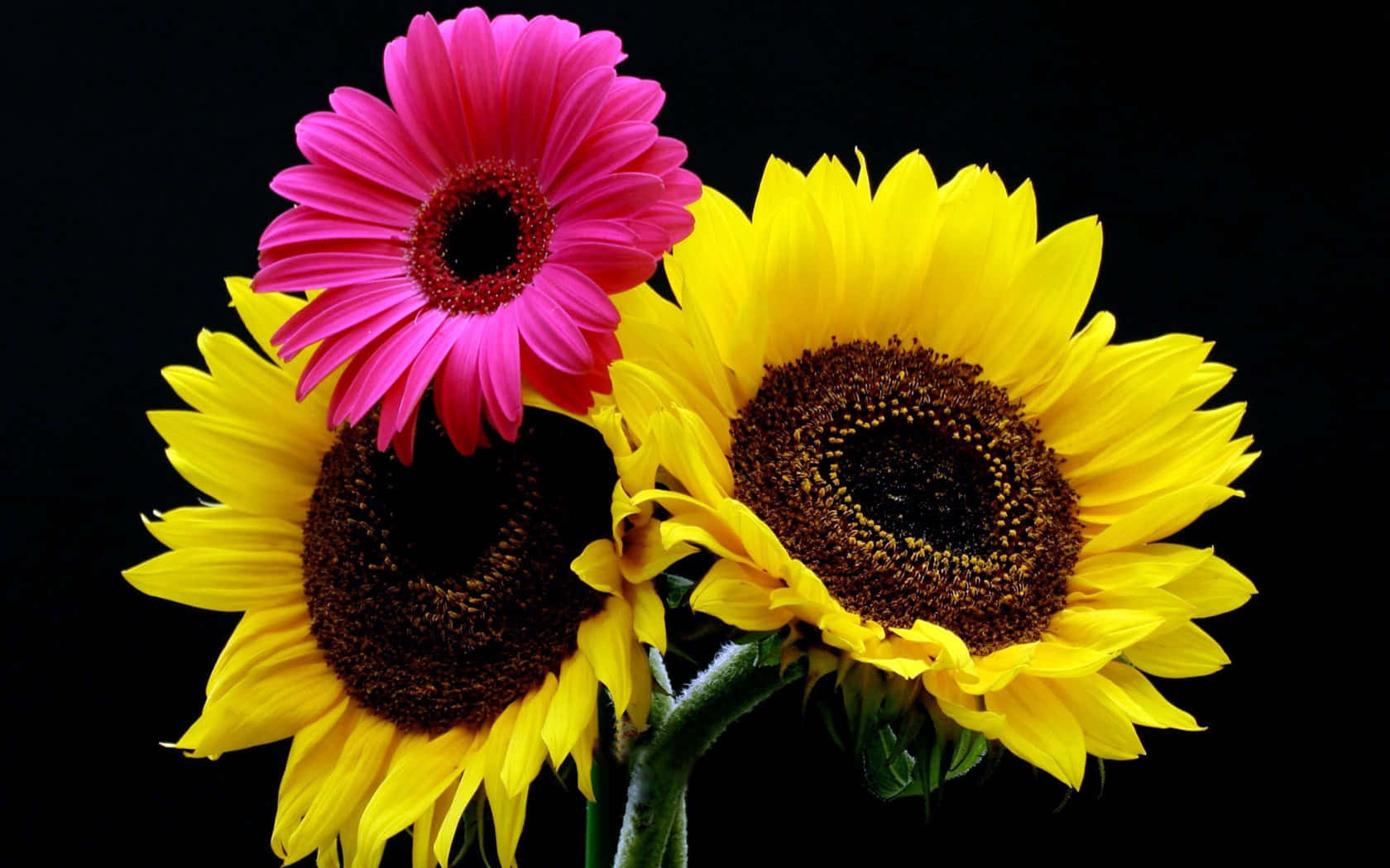 Sunflowers 桌布 壁紙 — 鮮豔的黃色向日葵和一朵大膽的粉紅色非洲菊在純黑背景上綻放。