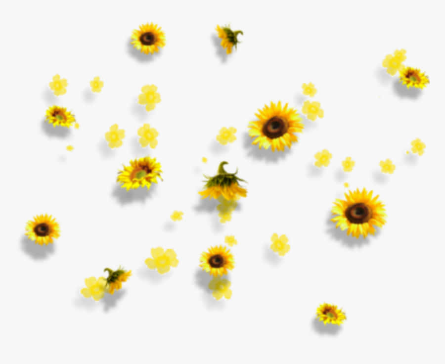 Sunflower Yellow Tumblr Aesthetic 桌布 壁紙 — 鮮豔的黃色向日葵和雛菊在潔淨的白色背景上輕輕漂浮，帶有柔和陰影。