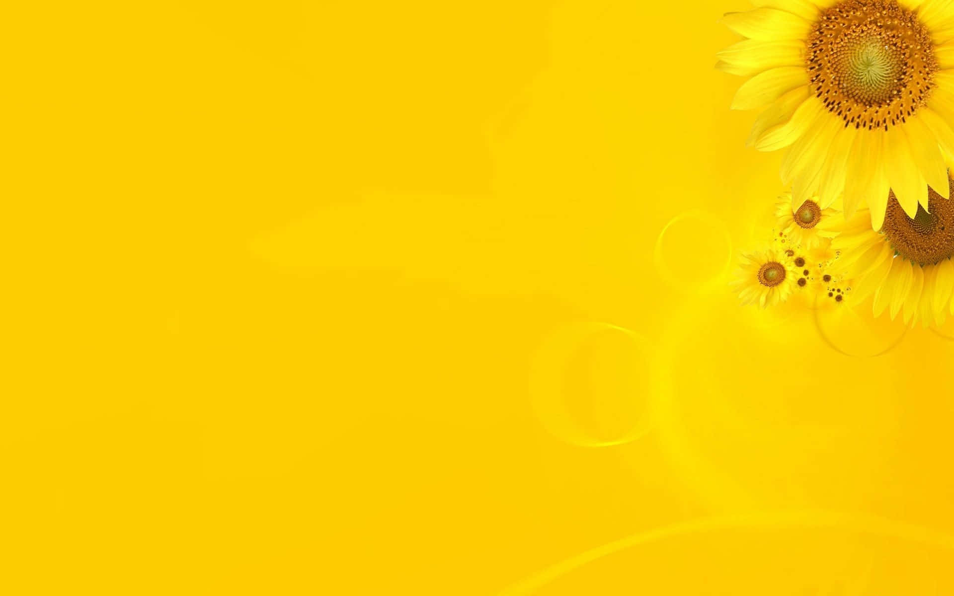 Sunflower Yellow 桌布 壁紙 — 鮮豔的黃色向日葵在右上角綻放，背景為純金色，帶有柔和鏡頭光暈效果。