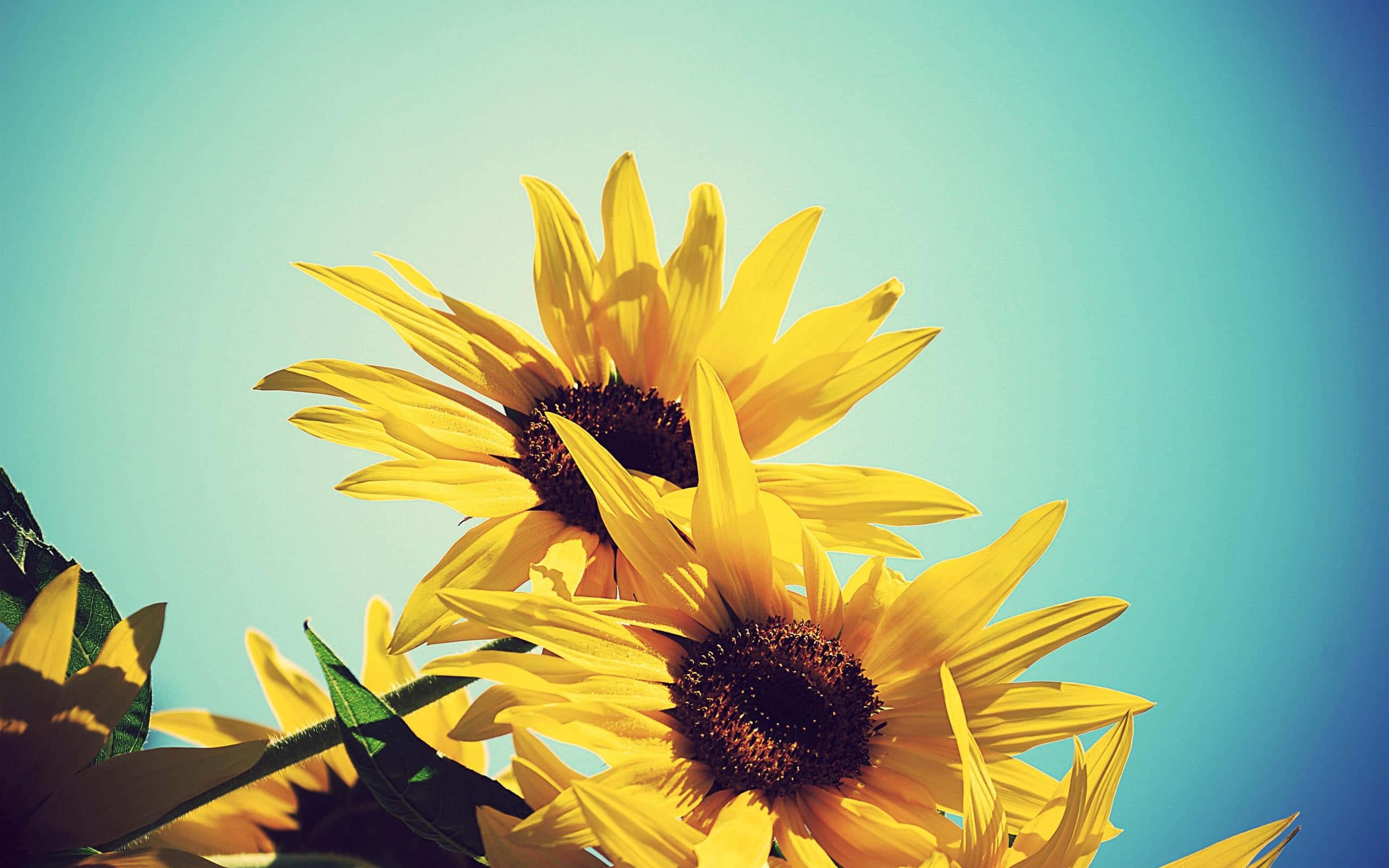 Sunflower Yellow Tumblr Aesthetic 桌布 壁紙 — 鮮豔的黃色向日葵在柔和藍綠色天空的襯托下盛開，呈現明亮、陽光明媚的特寫。