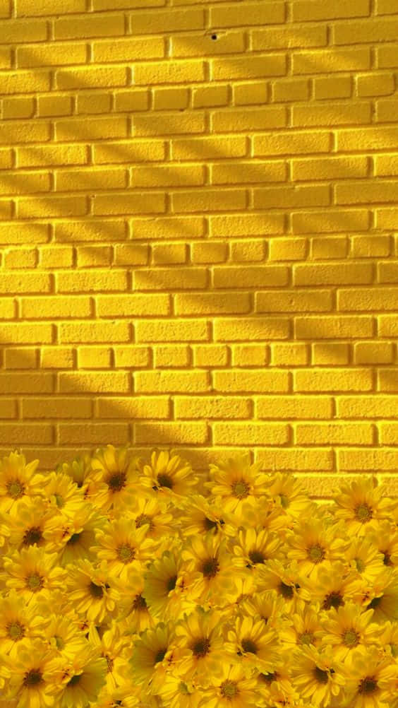 Aesthetic Yellow 桌布 壁紙 — 鮮豔的黃色向日葵在陽光普照的黃色磚牆底部盛開，投下柔和的陰影。