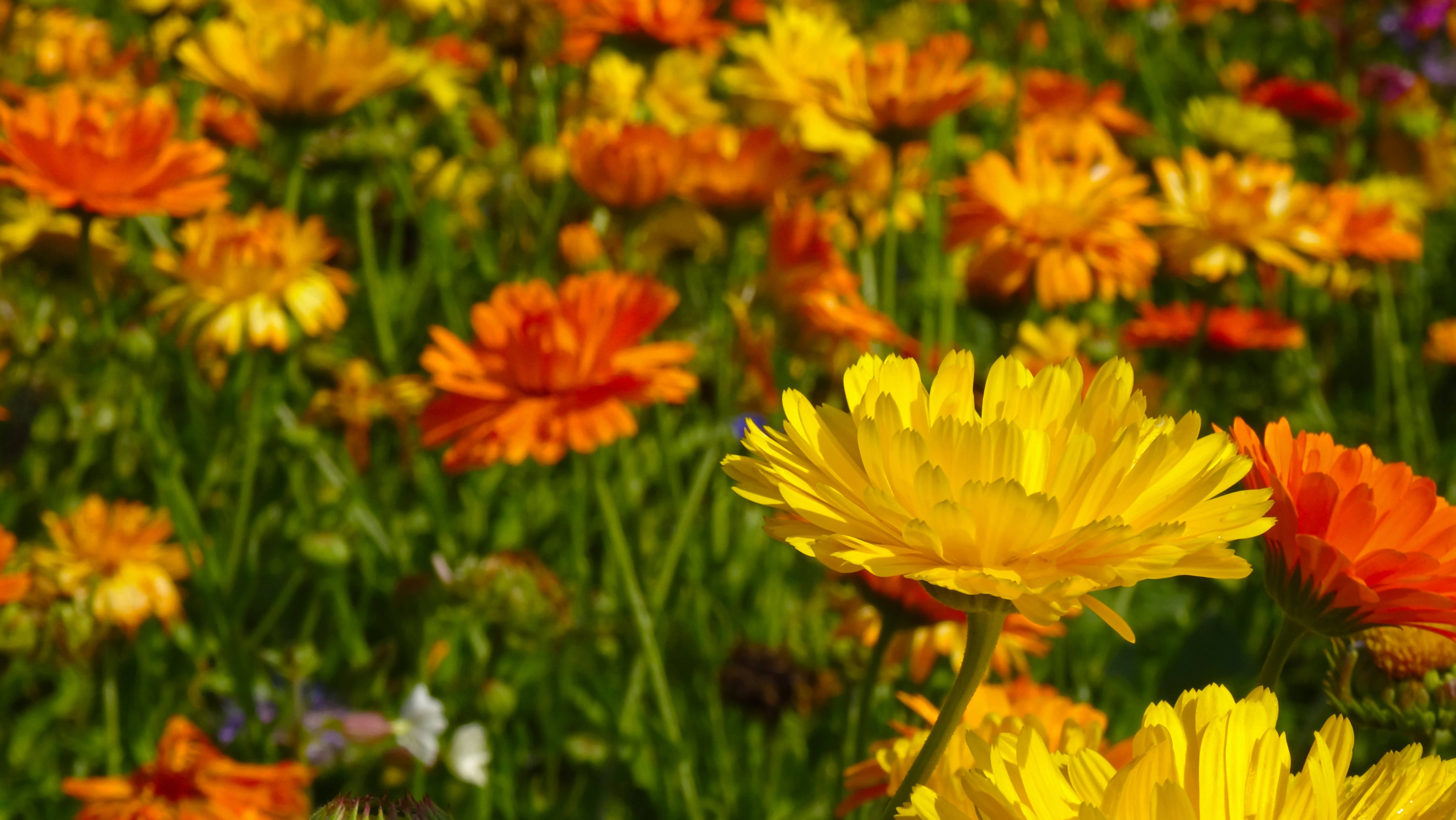 Marigold 桌布 壁紙 — 鮮豔的黃色和橙色萬壽菊在陽光明媚的田野中盛開，搭配茂盛的綠色莖幹和柔和的背景模糊效果。