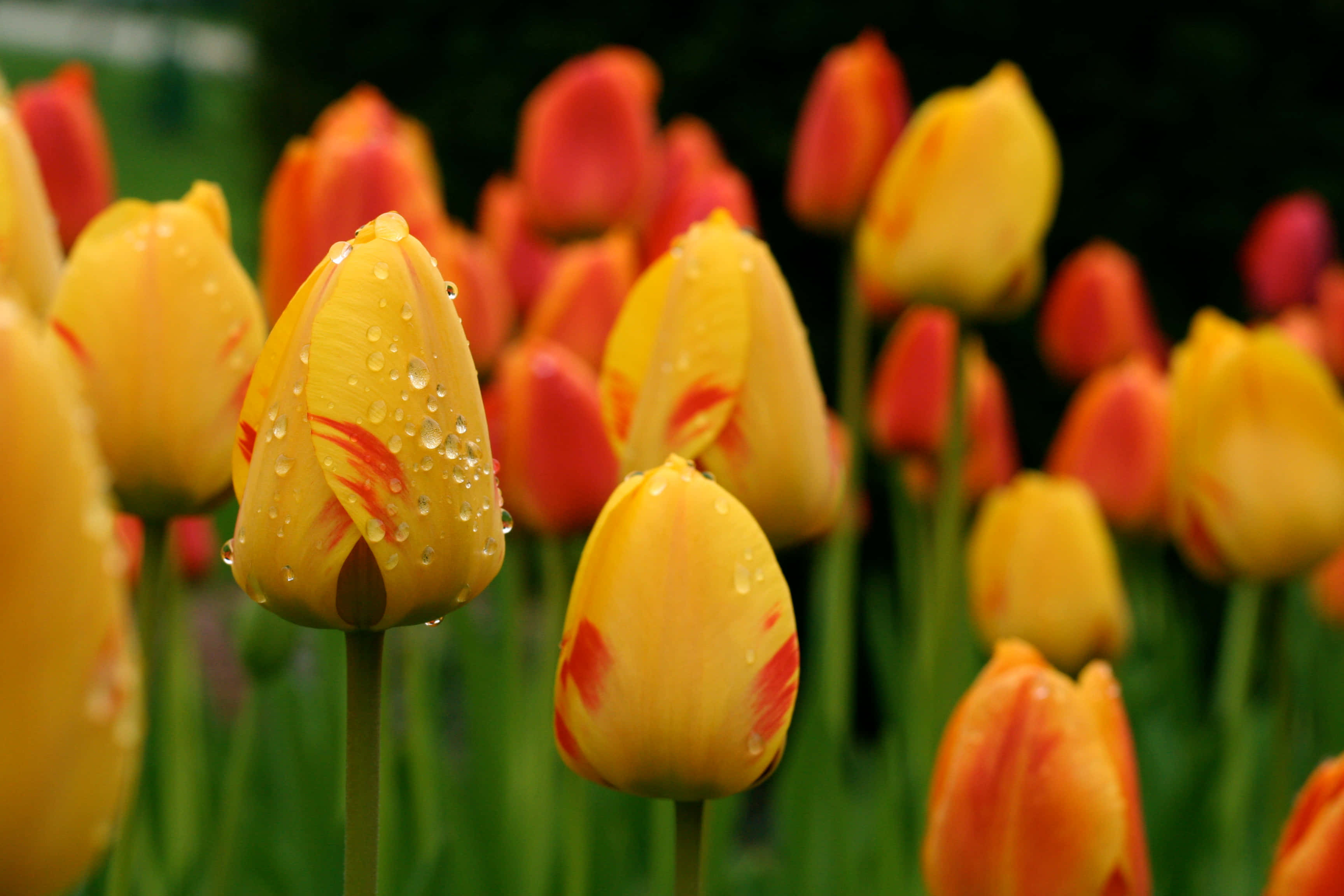 Spring Showers 桌布 壁紙 — 鮮豔的黃色和橙色鬱金香在柔和模糊的綠色背景下閃爍著露珠。