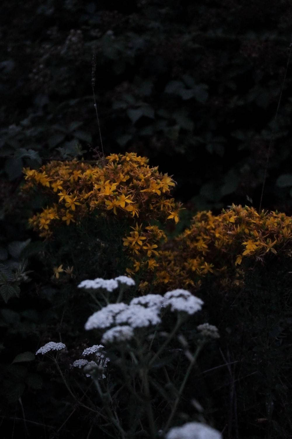 Flowers 桌布 壁紙 — 鮮豔的黃色和白色野花在暮色中，在深邃陰暗的森林背景下柔和地發光。