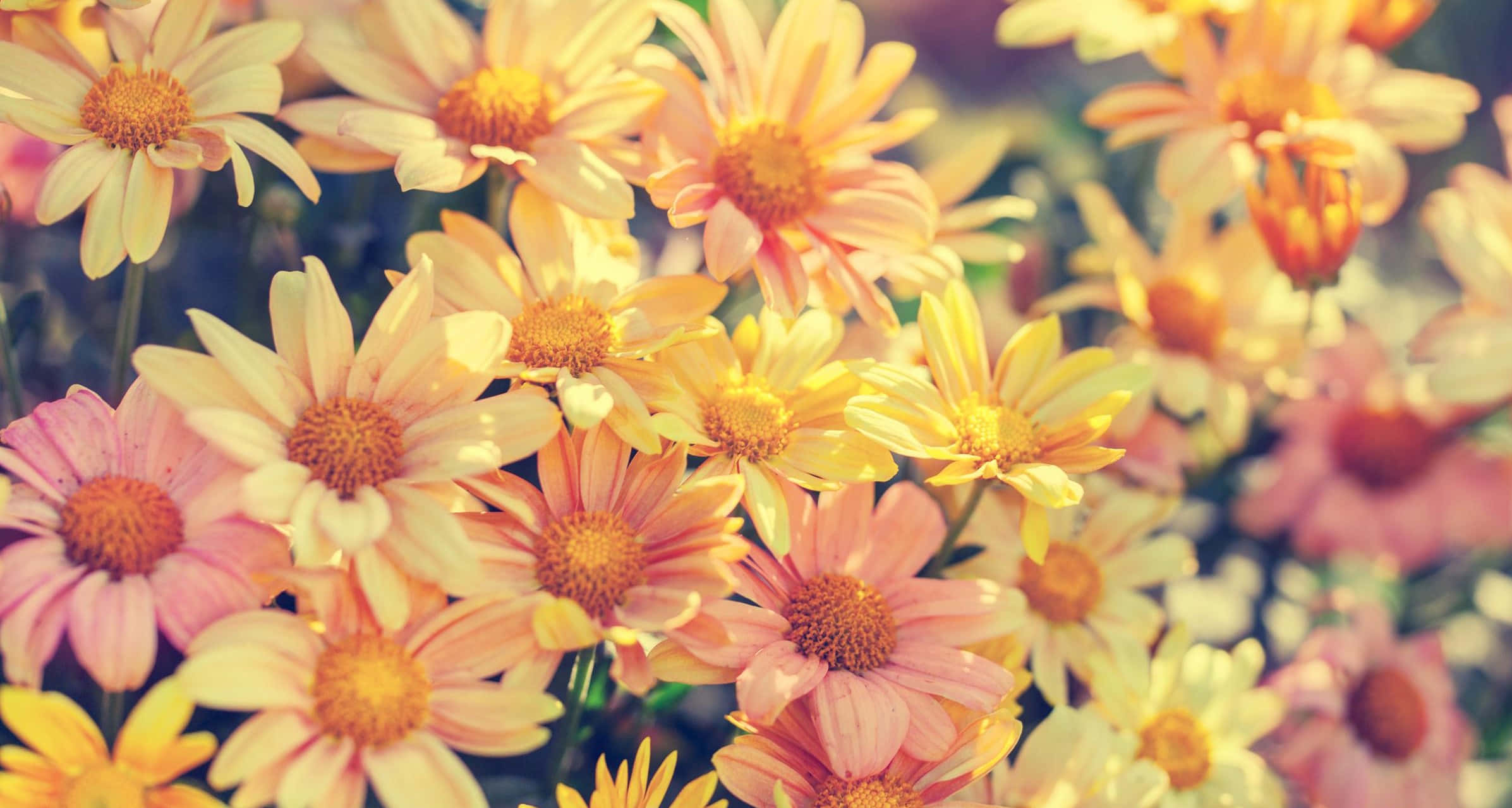 Spring Aesthetic 桌布 壁紙 — 鮮豔的黃色和粉紅色雛菊簇擁在溫暖的陽光下，背景柔和模糊。