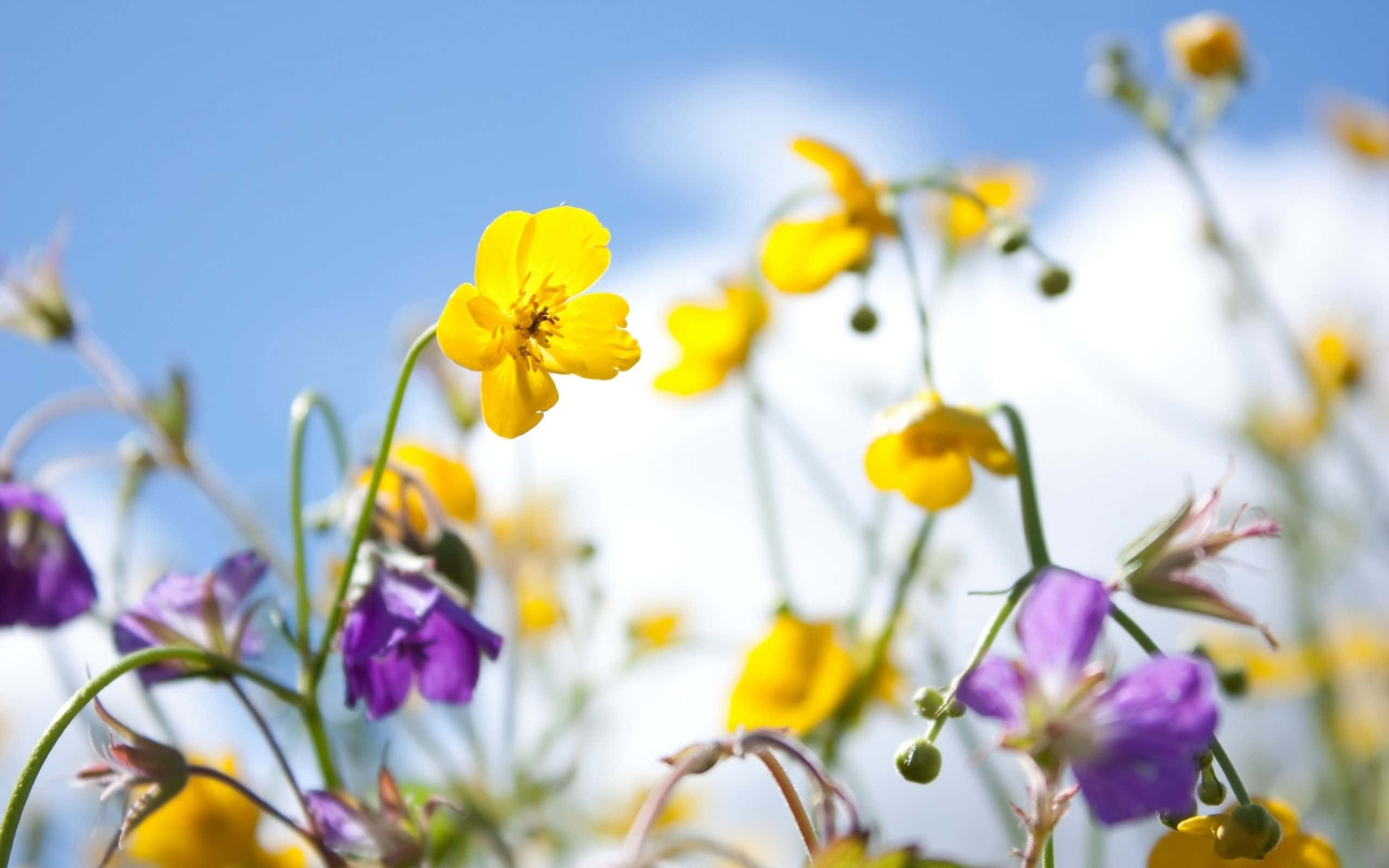 Spring Sky 桌布 壁紙 — 鮮豔的黃色和紫色野花在明亮的藍天和柔軟的白雲下盛開。