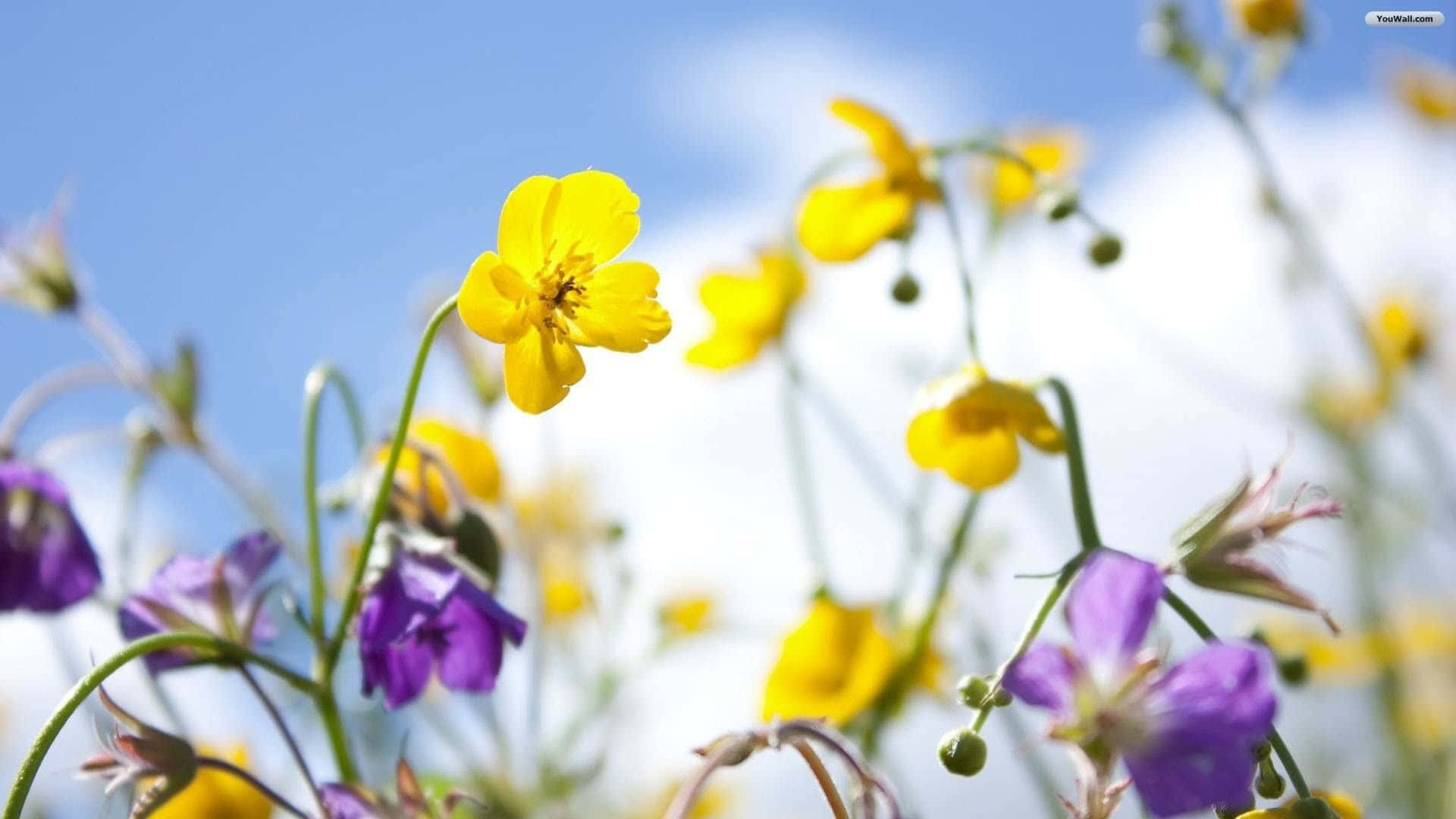 Spring Flowers Desktop 桌布 壁紙 — 鮮豔的黃色和紫色野花在明亮的藍天和柔軟的白雲中輕輕搖曳。