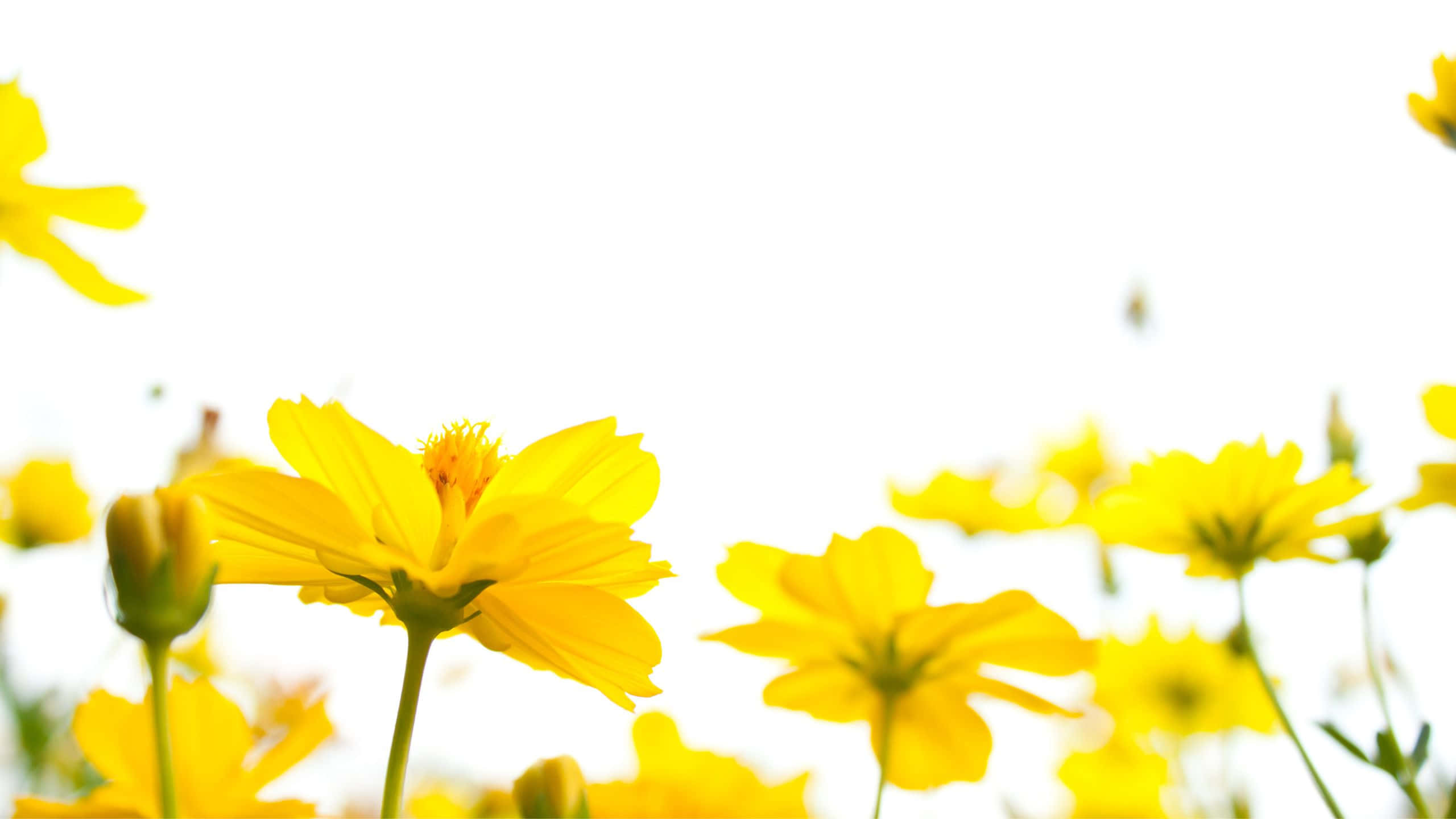 Yellow Aesthetic Flower Desktop 桌布 壁紙 — 鮮豔的黃色大波斯菊在明亮的白色背景上盛開，帶有柔和的散景效果。