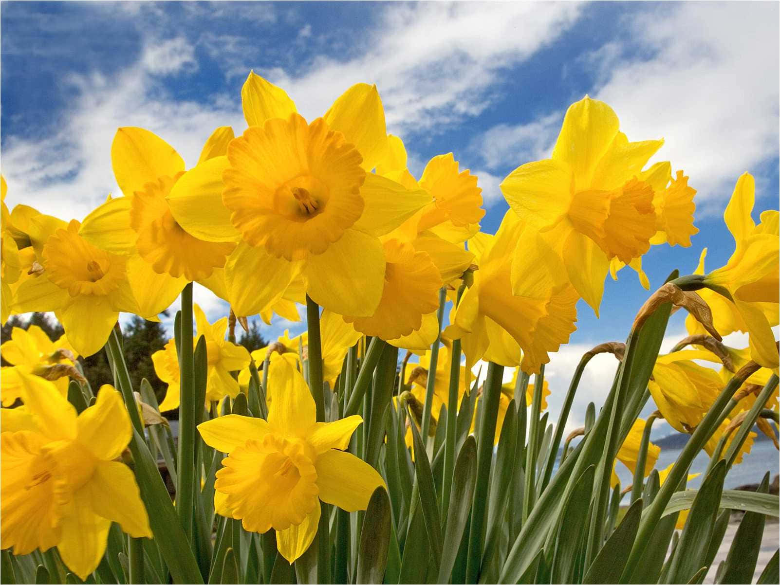 Yellow Daffodils 桌布 壁紙 — 鮮豔的黃色水仙花在陽光明媚的田野中盛開，背景是明亮的藍天和蓬鬆的白雲。