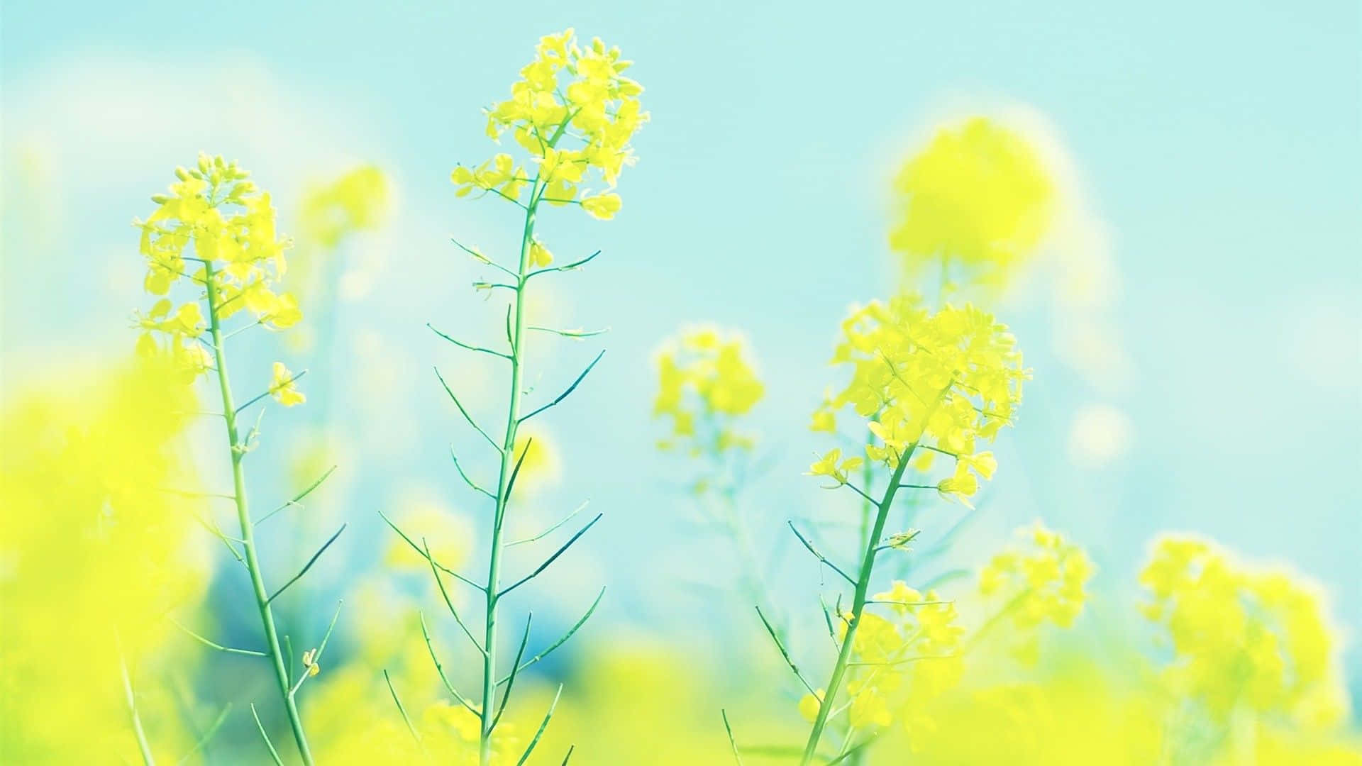 Beautiful Flower 桌布 壁紙 — 鮮豔的黃色油菜花在陽光明媚的田野中，對著柔和的藍綠色天空輕輕搖曳。