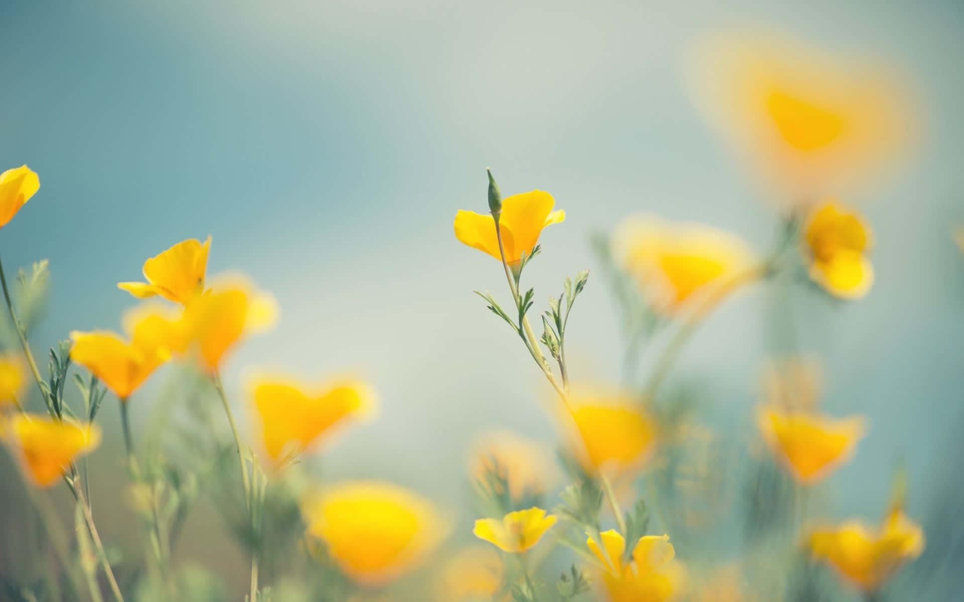 Yellow Flower 桌布 壁紙 — 鮮豔的黃色罌粟花在陽光明媚的田野中柔和綻放，背景是夢幻般的藍天。