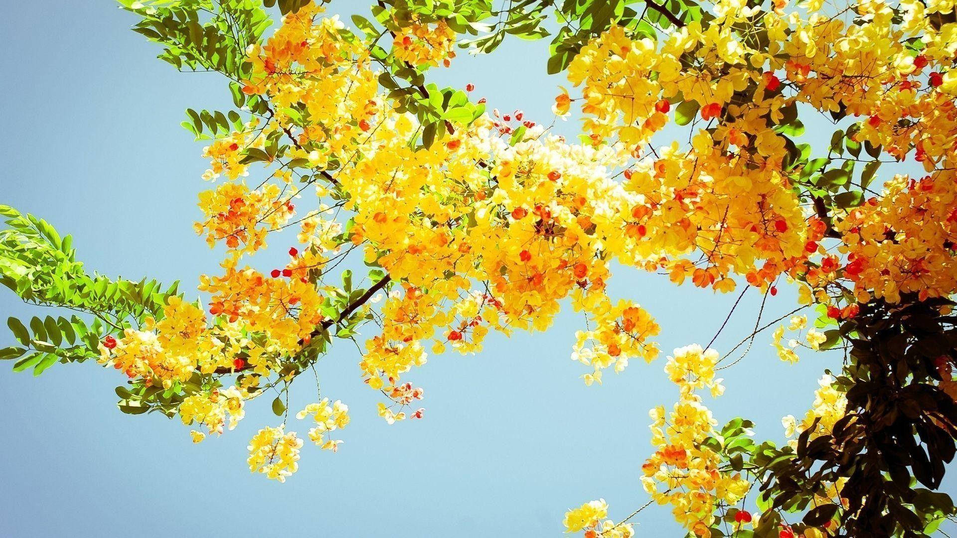 Spring Aesthetic 桌布 壁紙 — 鮮豔的黃色花朵和綠葉在晴朗的藍天下，以陽光照射的向上視角層疊而下。