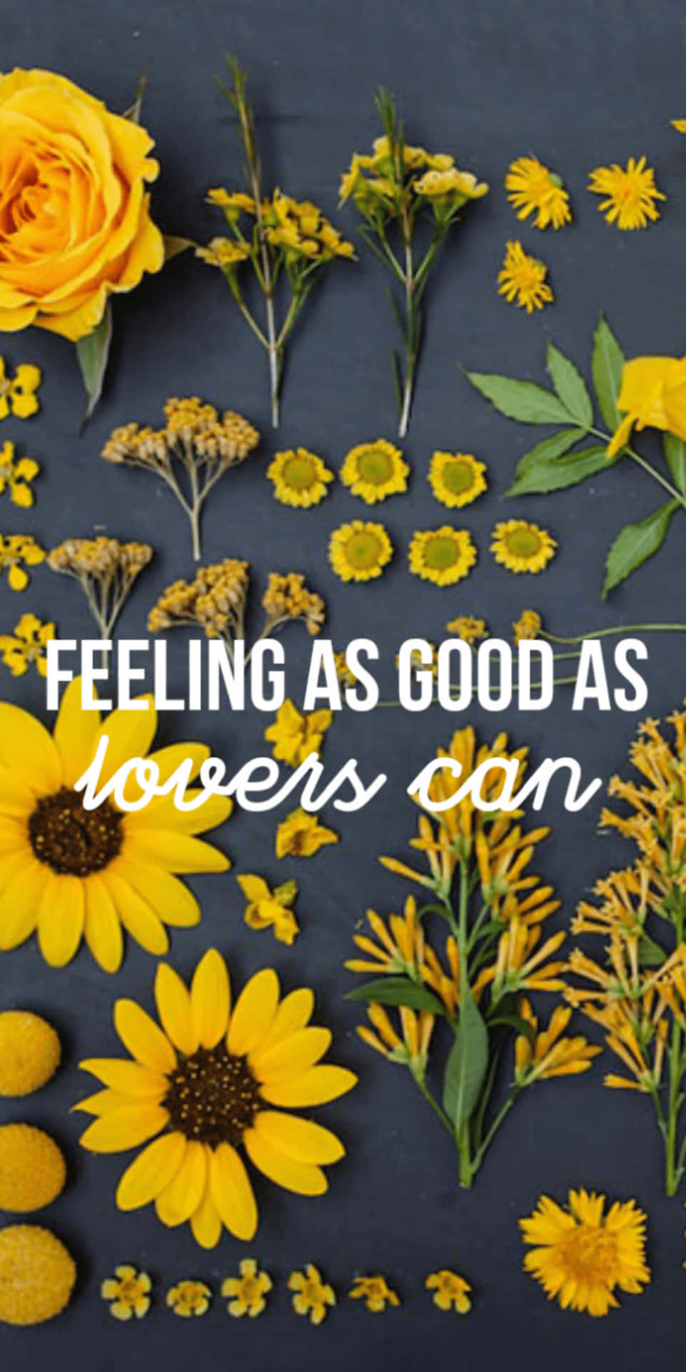 Sunflower Yellow Tumblr Aesthetic 桌布 壁紙 — 鮮豔的黃色花朵和花蕾排列在深色石板背景上，帶有白色文字疊加。