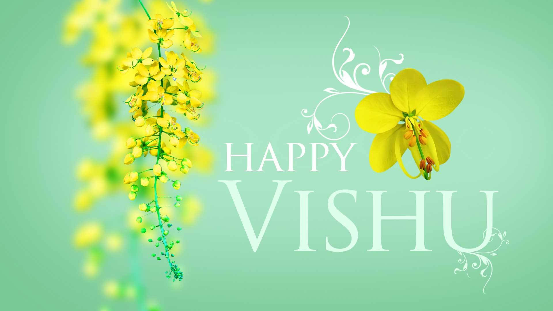 Vishu 桌布 壁紙 — 鮮豔的黃色花朵在優雅的白色文字旁邊傾瀉而下，慶祝Happy Vishu，背景是柔和的薄荷綠色。