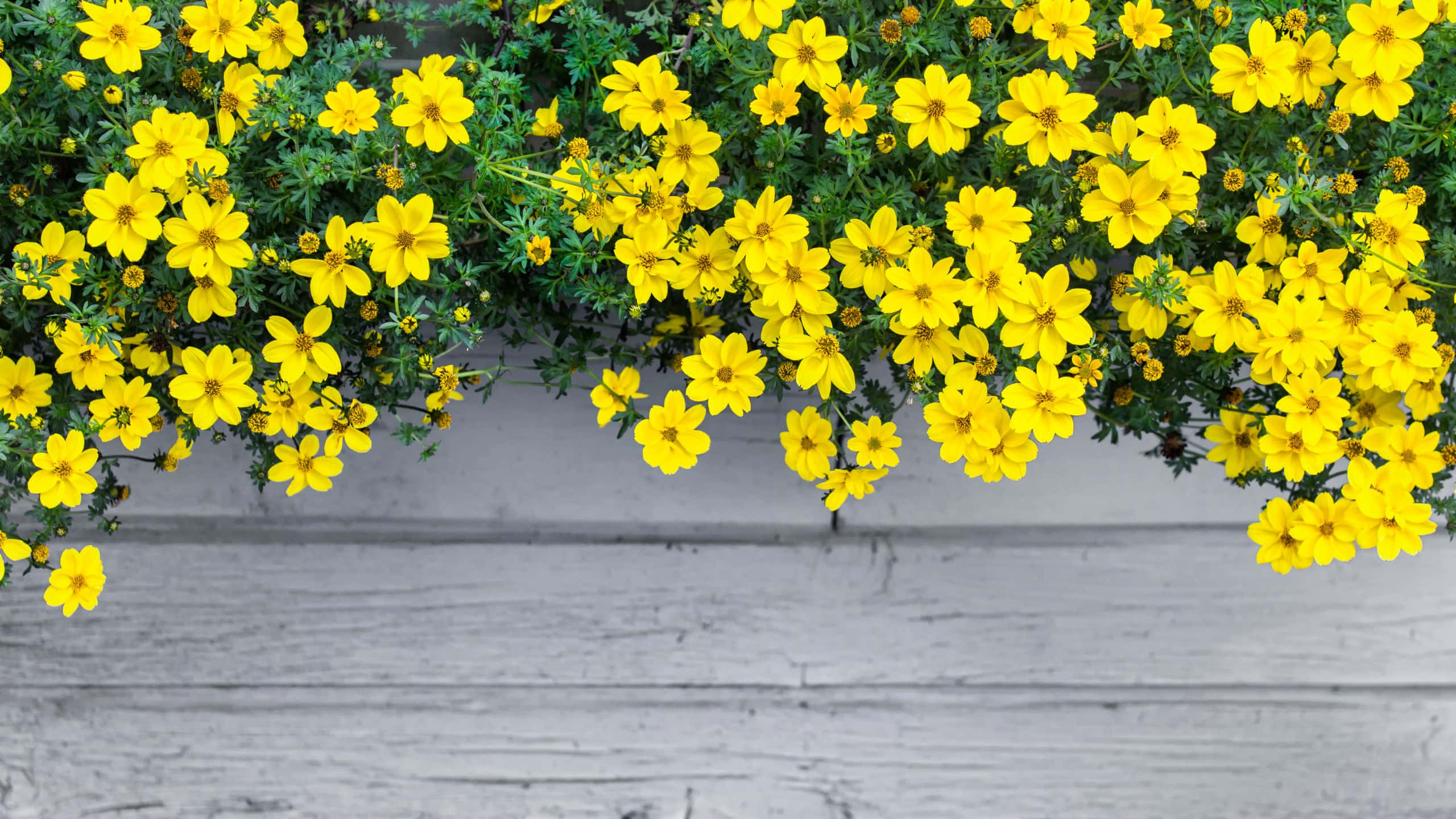 Yellow Aesthetic Flower Desktop 桌布 壁紙 — 鮮豔的黃色花朵在明亮的庭園場景中，如瀑布般垂落在風化的灰色木柵欄上。
