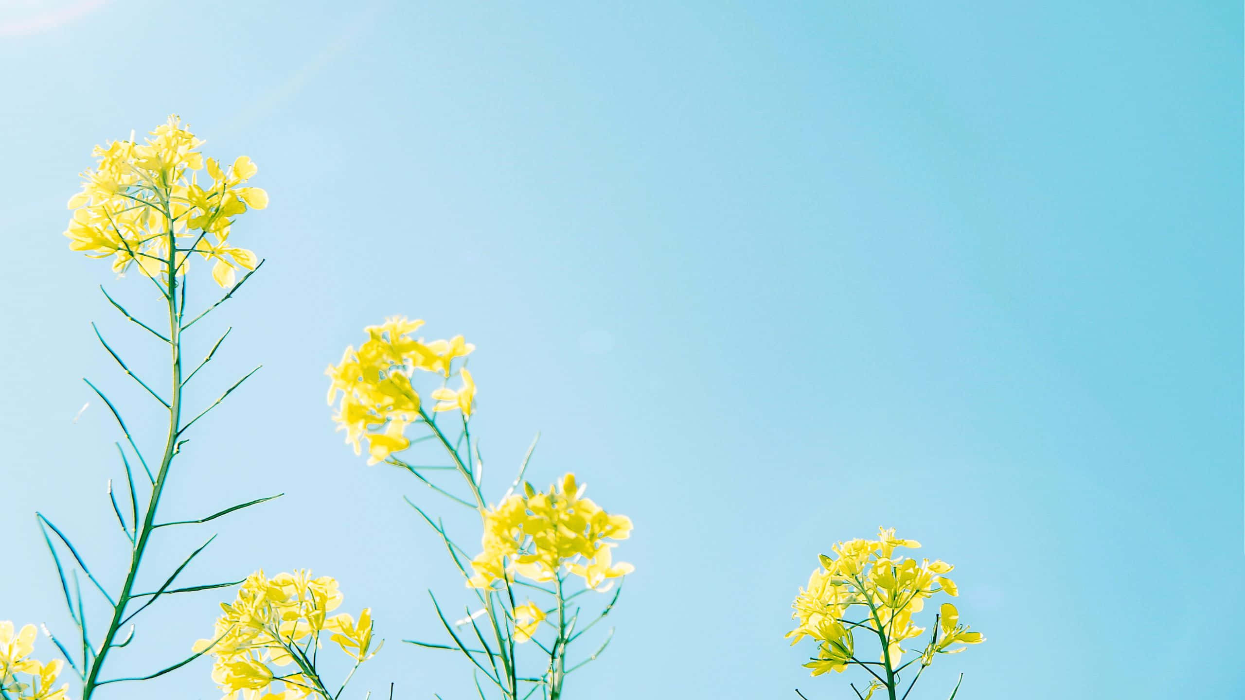 Flowers 桌布 壁紙 — 鮮豔的黃色花朵在晴朗的藍天下，於明亮的陽光田野中盛開。