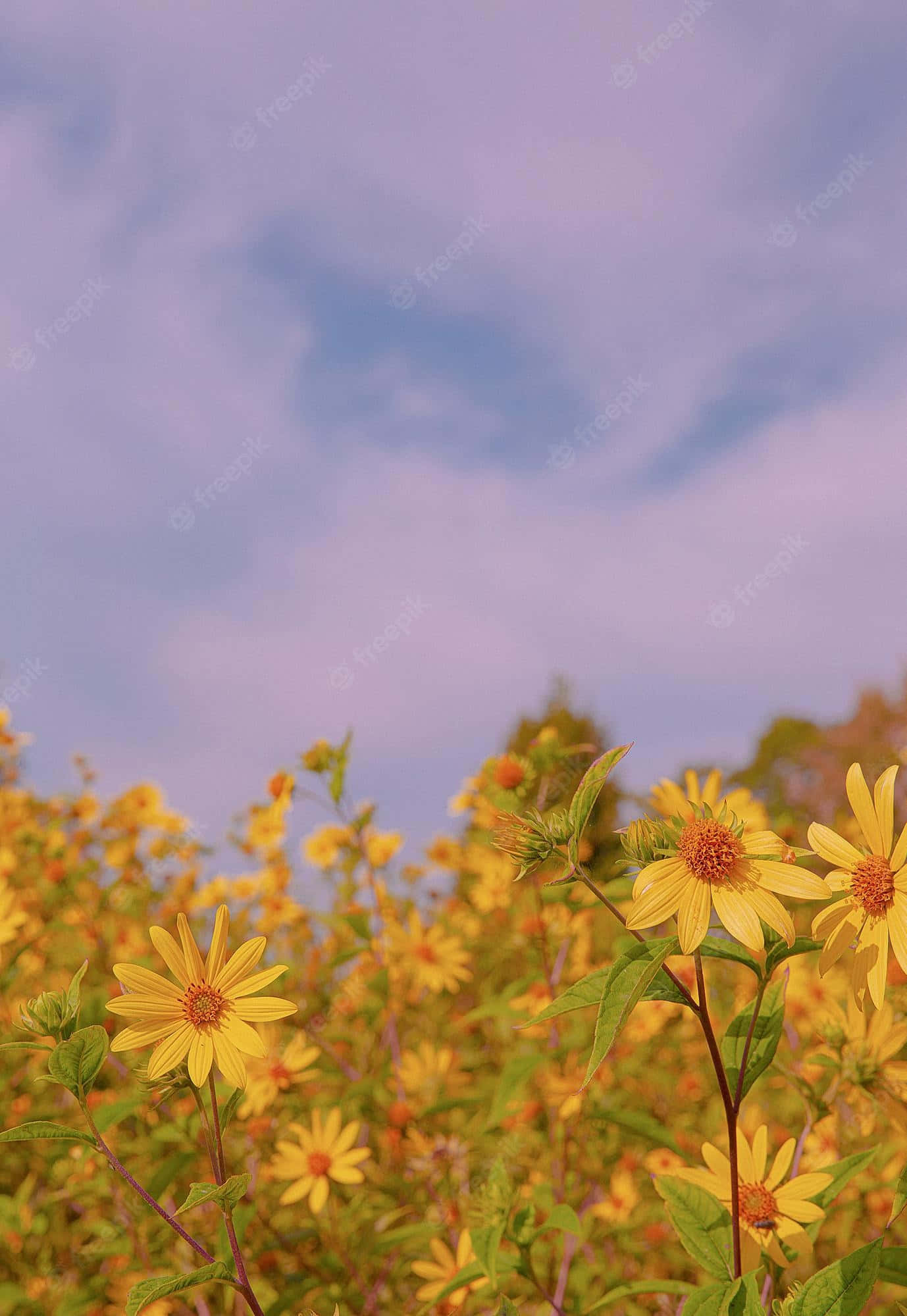 Yellow Flowers 桌布 壁紙 — 鮮豔的黃色花朵在柔和的紫色和藍色天空下，伴隨著縷縷薄雲盛開在田野中。