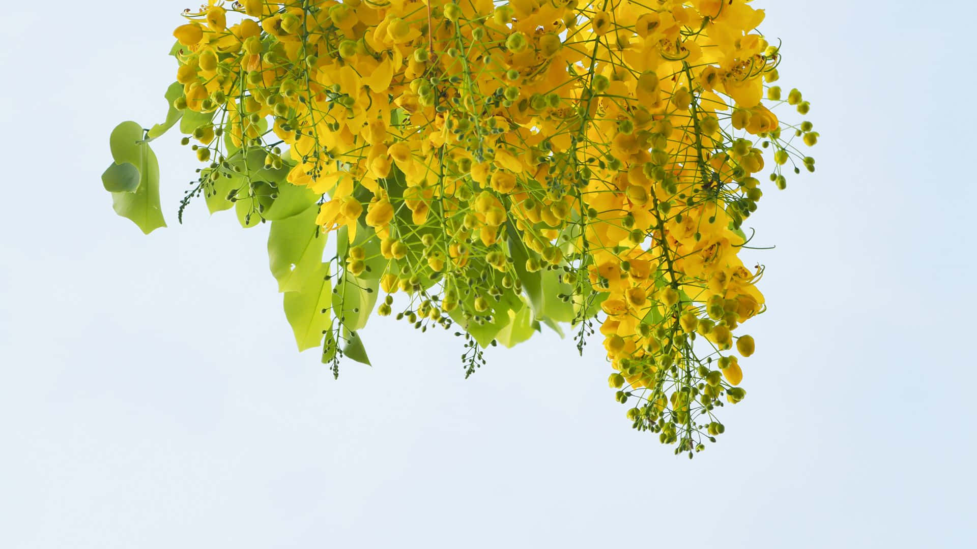 Vishu 桌布 壁紙 — 鮮豔的黃色花朵在柔和的藍天下，在陽光照射的特寫中優雅地傾瀉而下。