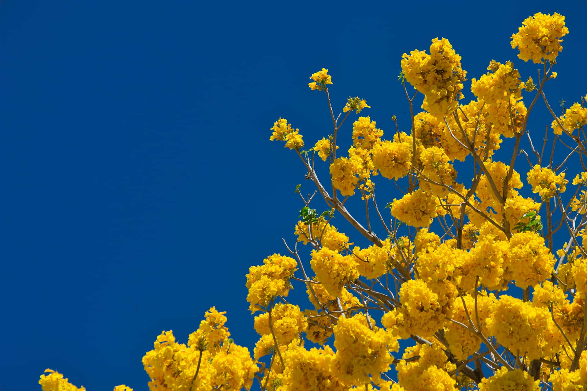 Spring Sky 桌布 壁紙 — 鮮豔的黃色花朵在深藍色的天空下，於陽光照射、向上拍攝的鏡頭中綻放。