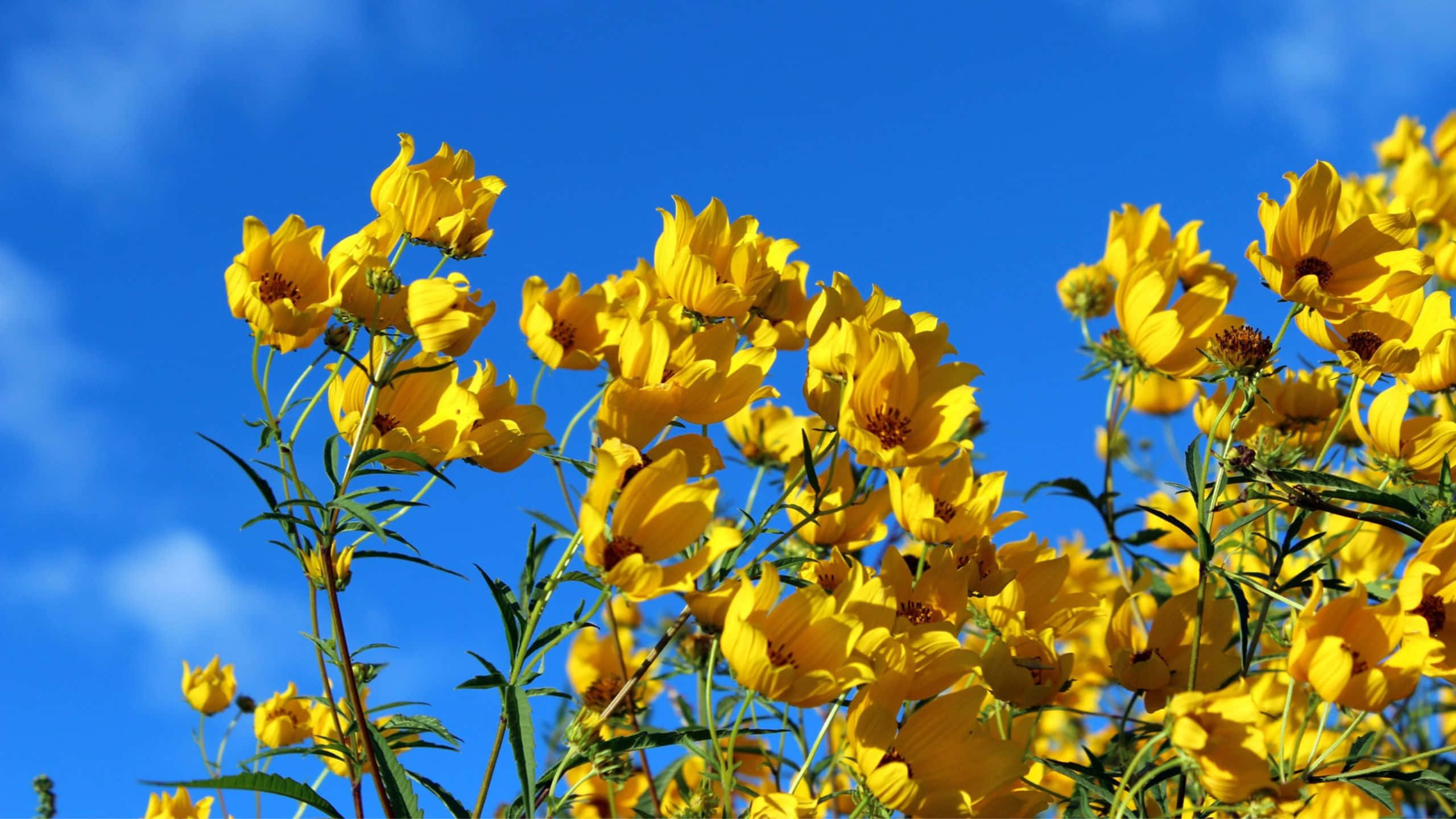 Yellow Aesthetic Flower Desktop 桌布 壁紙 — 鮮豔的黃色花朵在陽光明媚的田野中，映襯著清澈的藍天盛開。