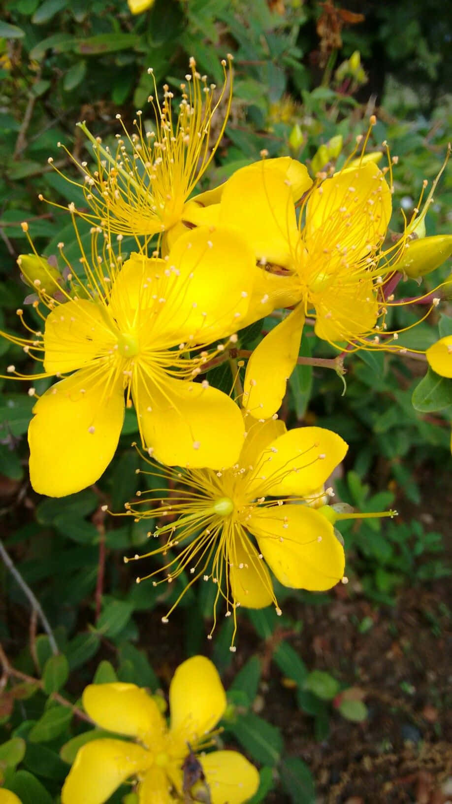 花 桌布 壁紙 — 鮮豔的黃色花朵帶有長長的雄蕊，在自然花園環境中，以茂密的綠色葉子為背景綻放。