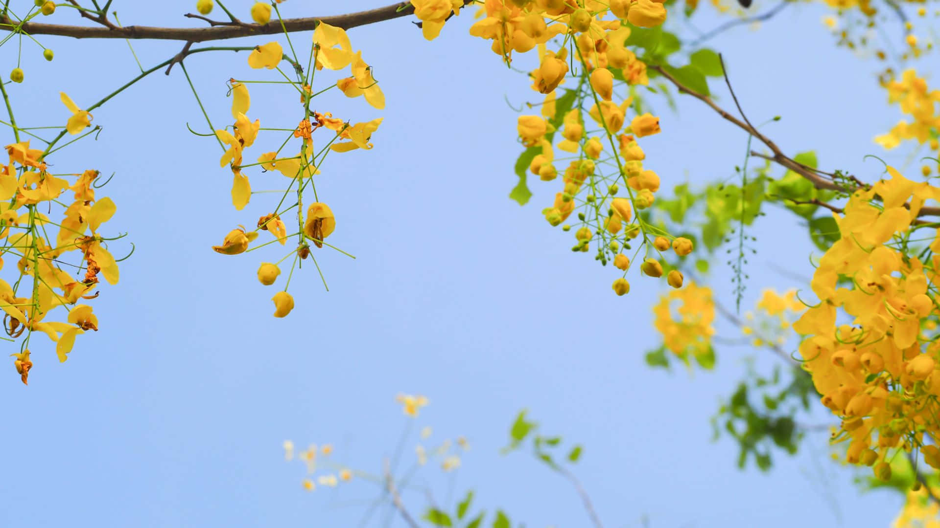 Vishu 桌布 壁紙 — 鮮豔的黃色花朵從樹枝上傾瀉而下，映襯著晴朗的藍天，呈現出陽光明媚的自然景象。